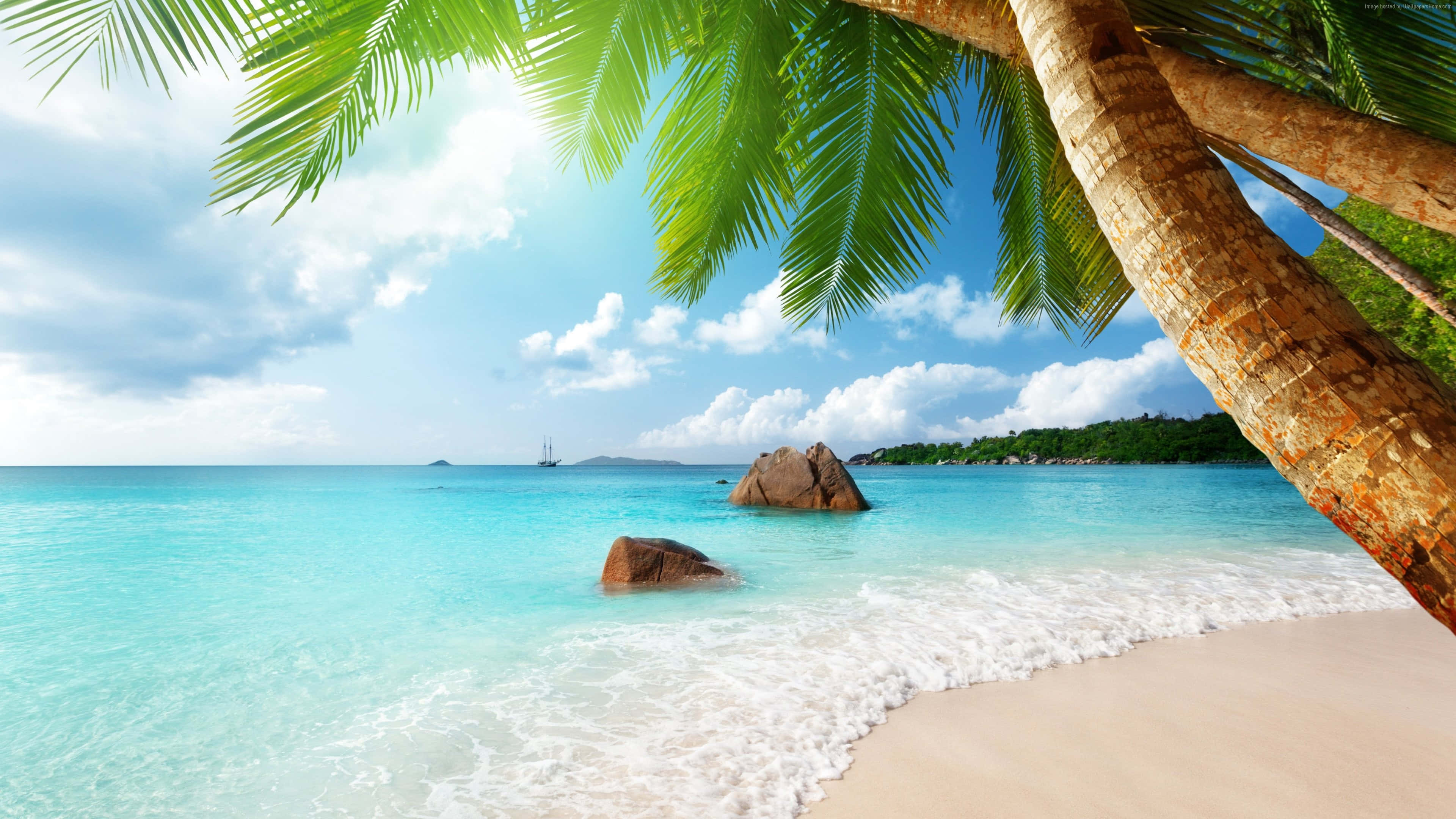 Beach Holiday 桌布 壁紙 — 充滿活力的熱帶海灘場景，碧綠的海水、輕柔的海浪，以及一棵大棕櫚樹框住美景。