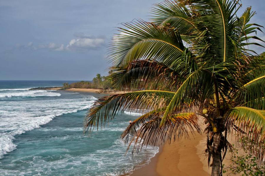 Tropical Beach 桌布 壁紙 — 充滿活力的熱帶海灘場景，綠松石色的海浪拍打著金色沙灘，四周環繞著茂密的綠色棕櫚葉。
