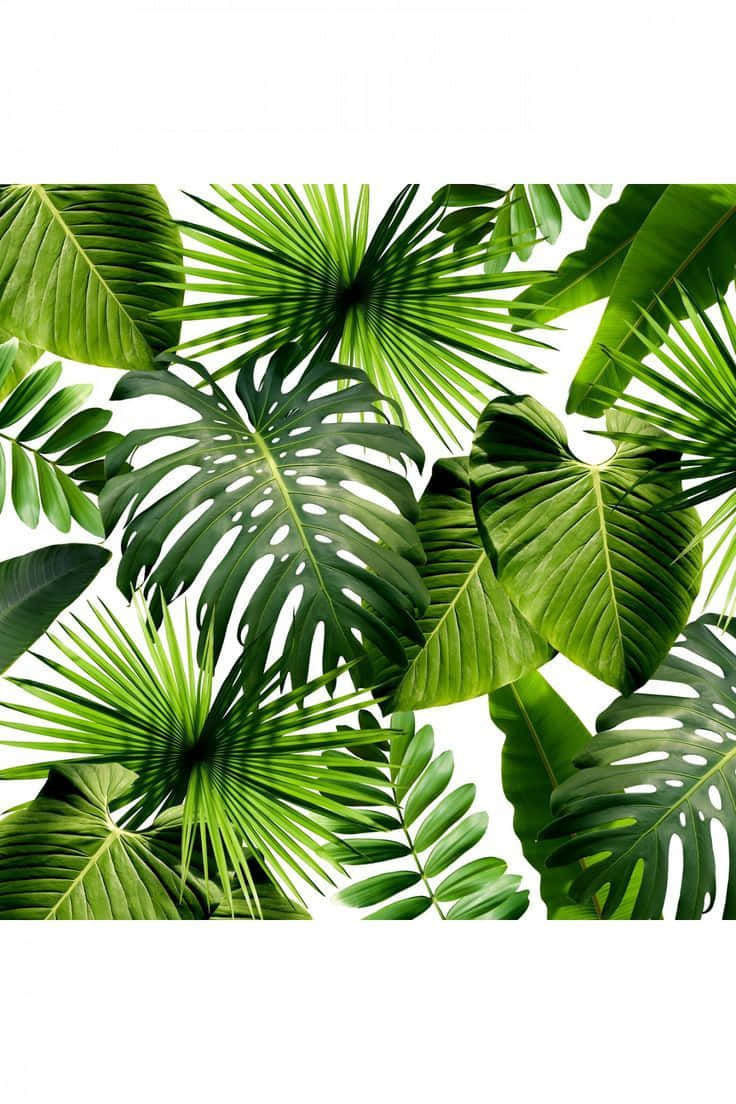 Tropical 桌布 壁紙 — 充滿活力的熱帶葉子以不同深淺的綠色重疊在純白色背景上，營造出茂盛的植物圖案。