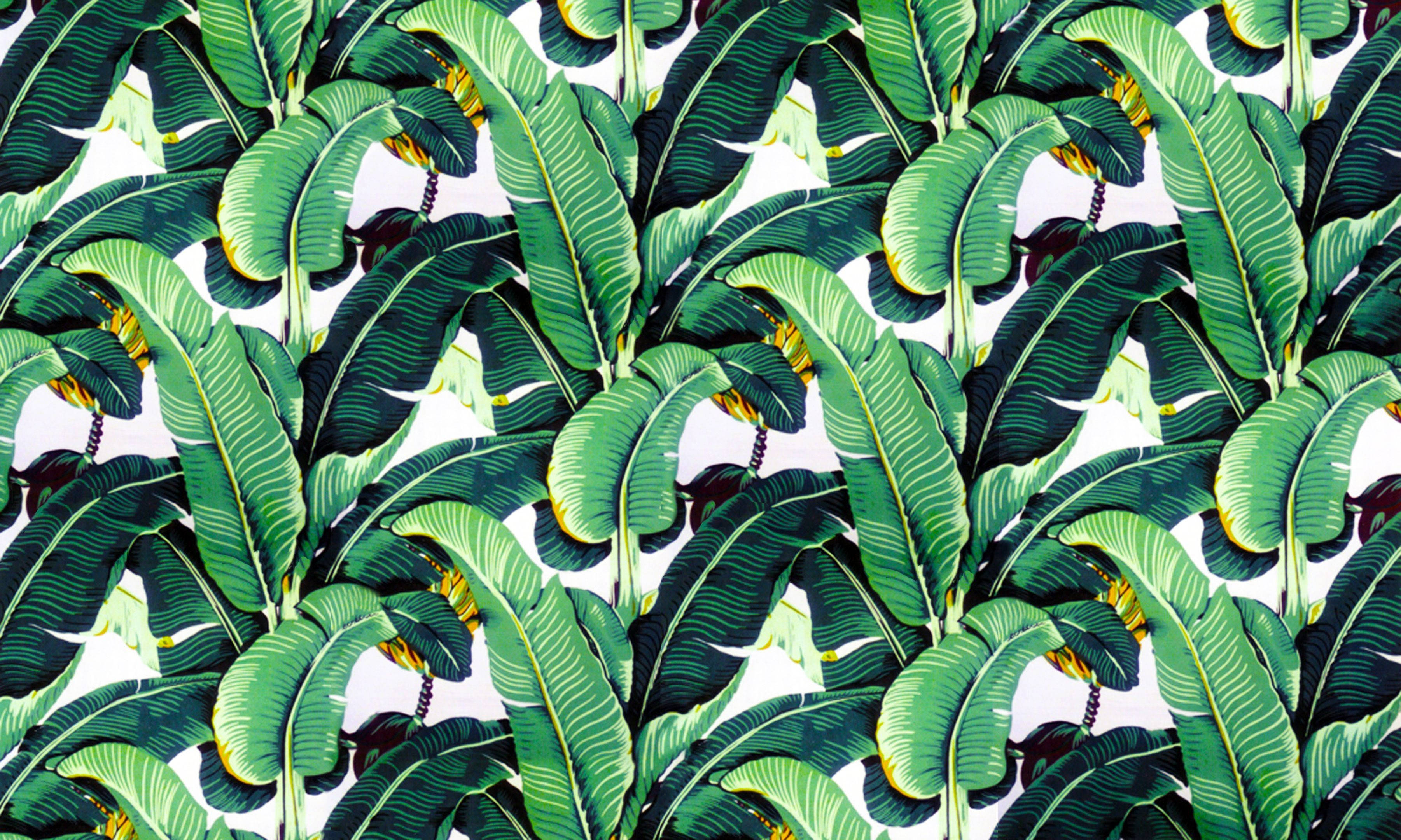 Banana Leaf 桌布 壁紙 — 充滿活力的熱帶香蕉葉以各種綠色色調，在純白背景上形成茂密濃密的圖案。