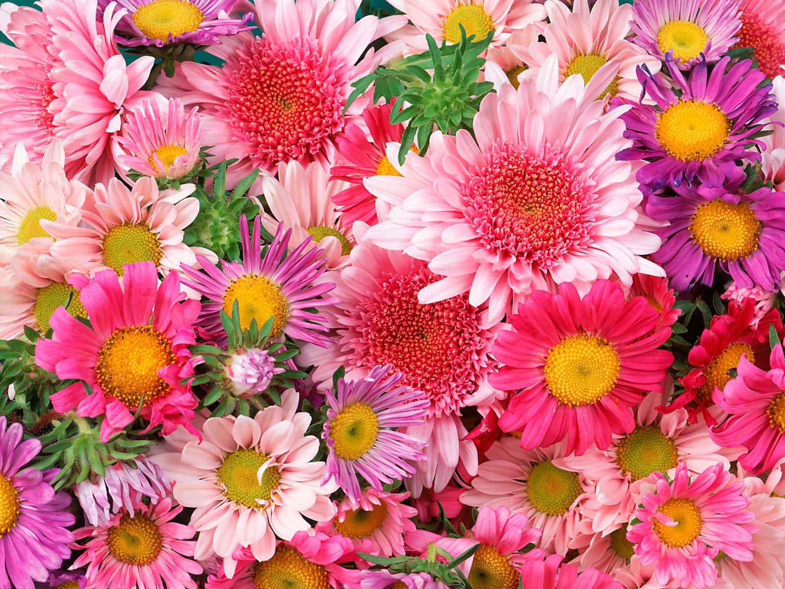 Daisy 桌布 壁紙 — 充滿活力的特寫，各種粉紅色、紫色和黃色雛菊，綠色莖幹盛開。