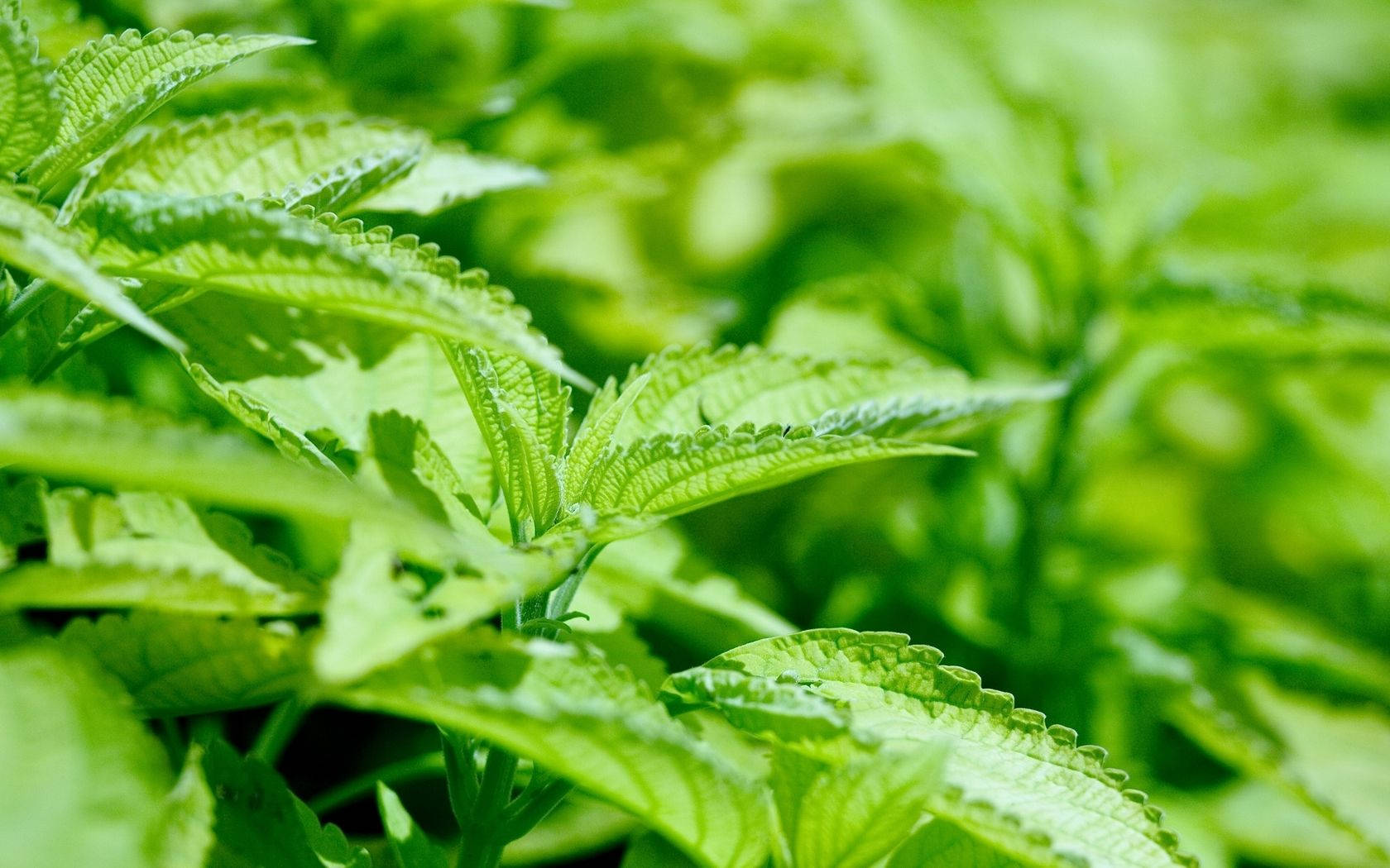 Plant 桌布 壁紙 — 充滿活力的特寫，翠綠的葉片帶有鋸齒邊緣和柔和散景背景。