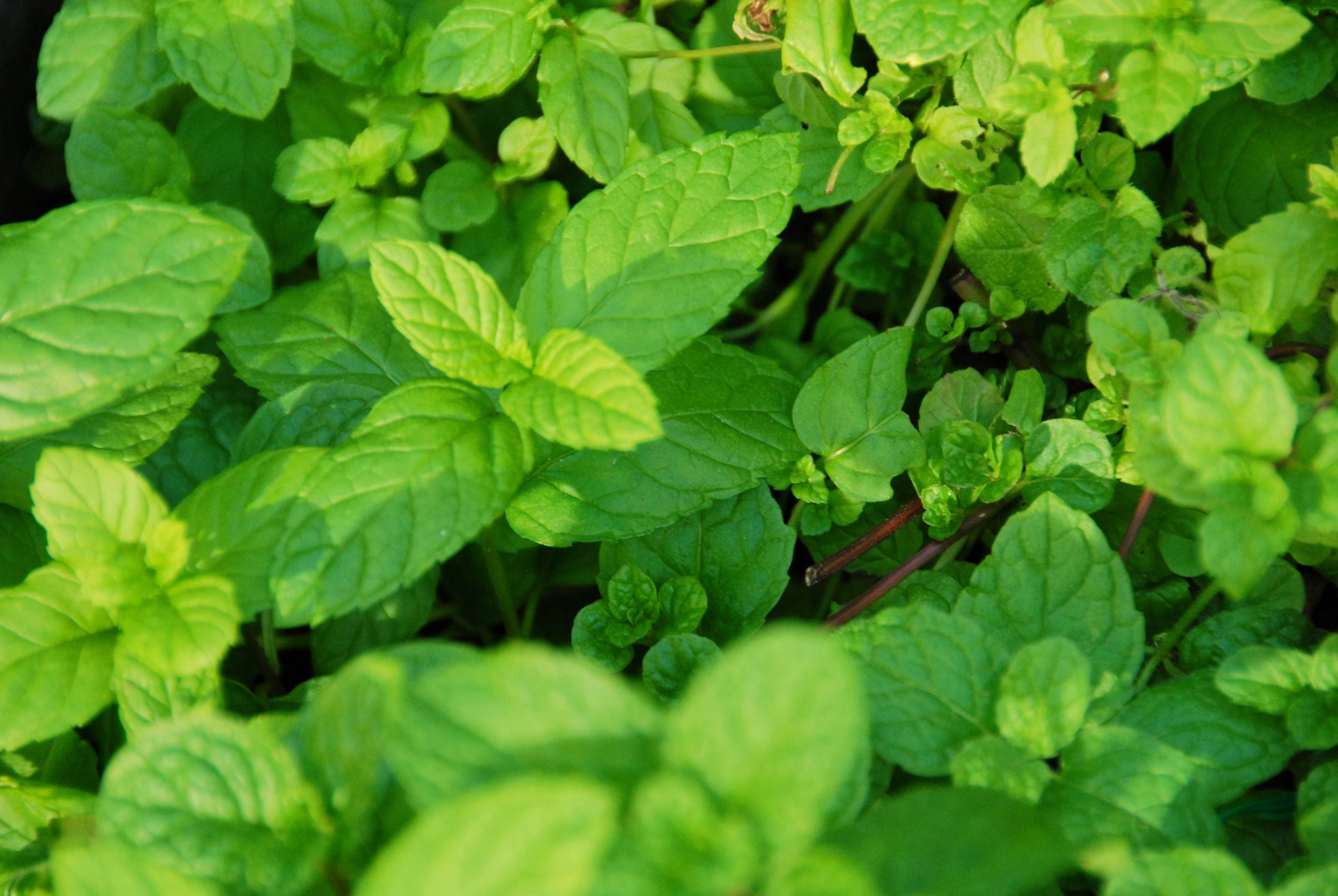 Plant 桌布 壁紙 — 充滿活力的特寫：茂密的綠色薄荷葉，邊緣呈鋸齒狀，在明亮陽光下帶有露水質感。