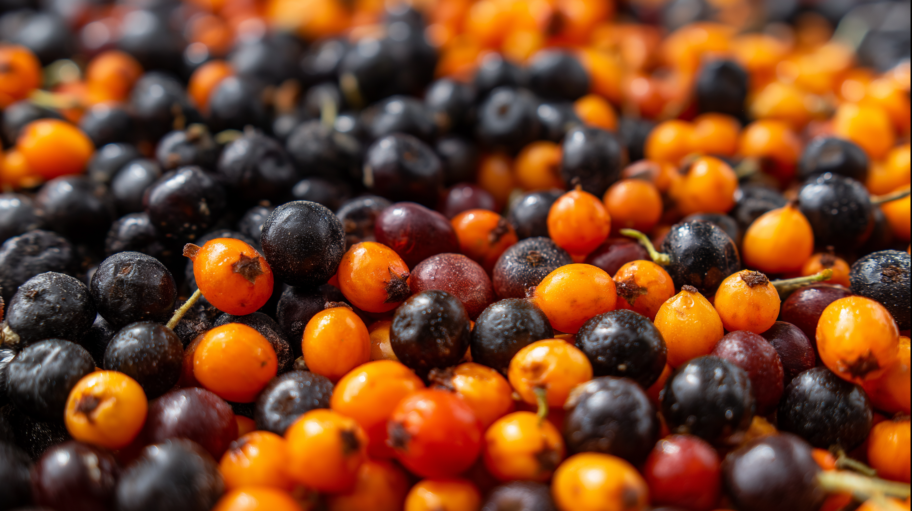 Currant 桌布 壁紙 — 充滿活力的特寫，黑色亮面和亮橙色沙棘果實密集散佈，帶有小莖。