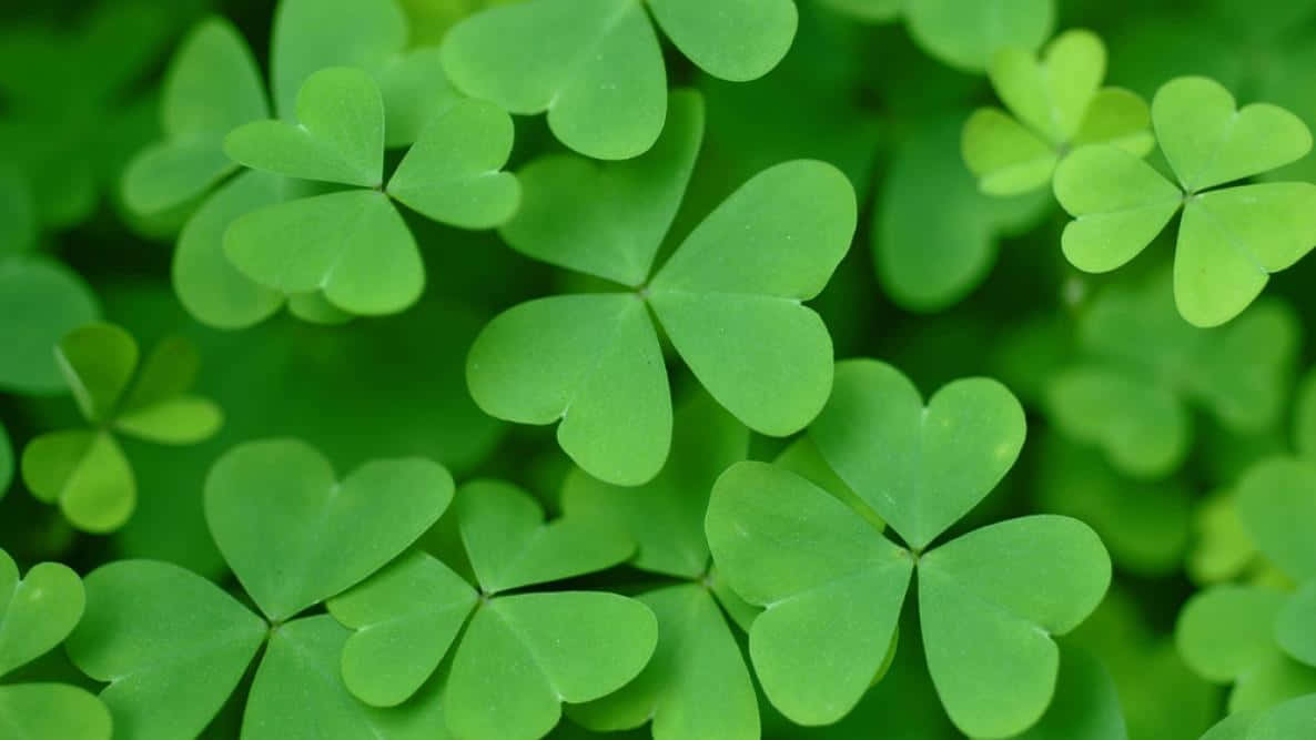 St Patrick's Day 桌布 壁紙 — 充滿活力的特寫鏡頭，呈現茂盛綠色三葉草葉片，搭配柔和散景背景。