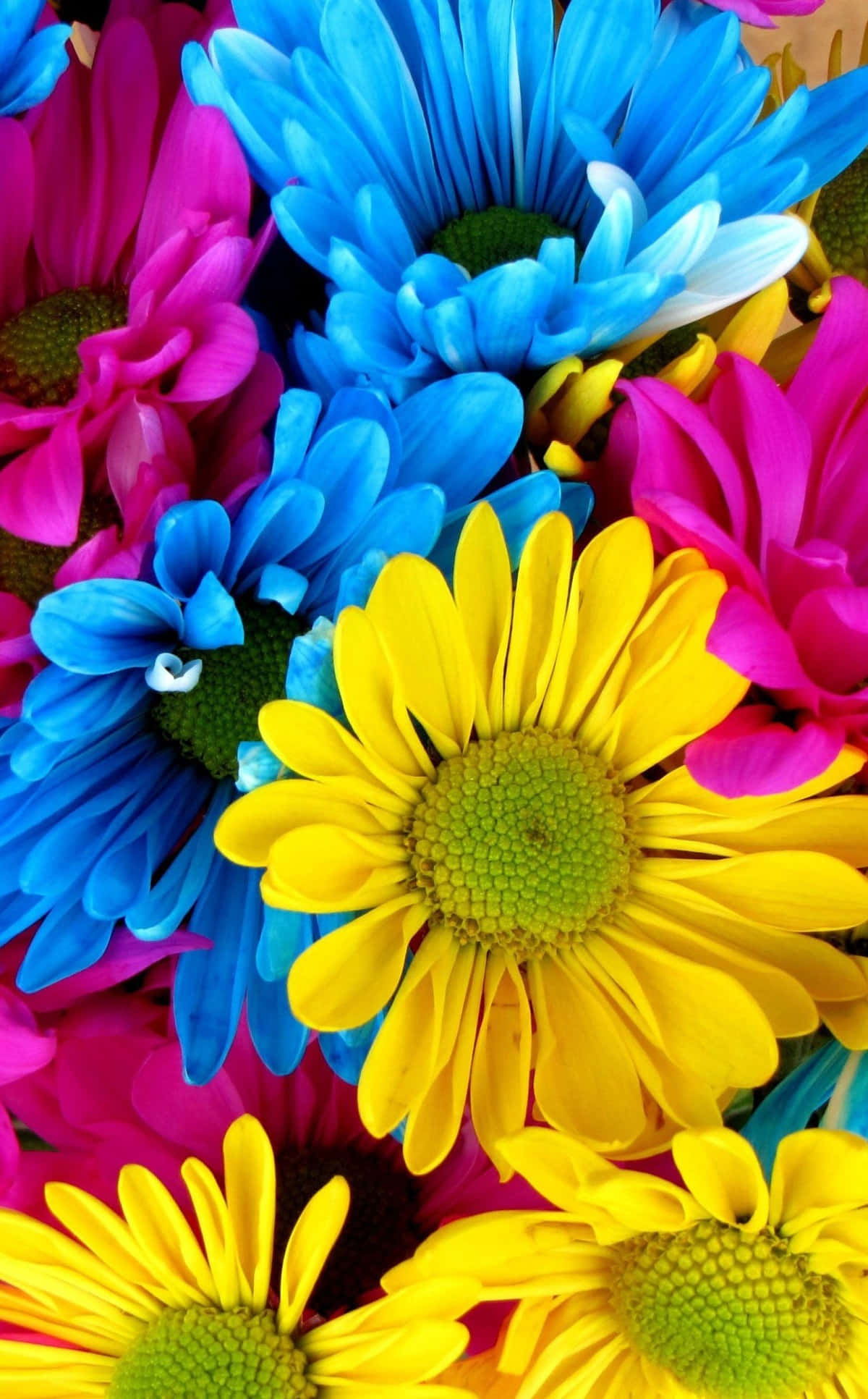 Daisy 桌布 壁紙 — 充滿活力的特寫鏡頭，呈現電光藍、粉紅和黃色的多彩雛菊，色彩鮮豔飽和。