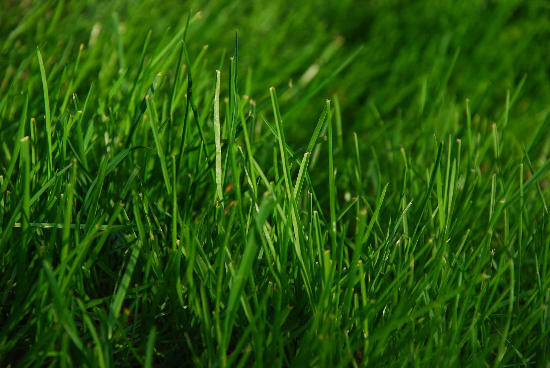 Green Grass 桌布 壁紙 — 充滿活力的特寫鏡頭，展現茂密的綠色草葉，帶有柔和散景背景和自然陽光高光。
