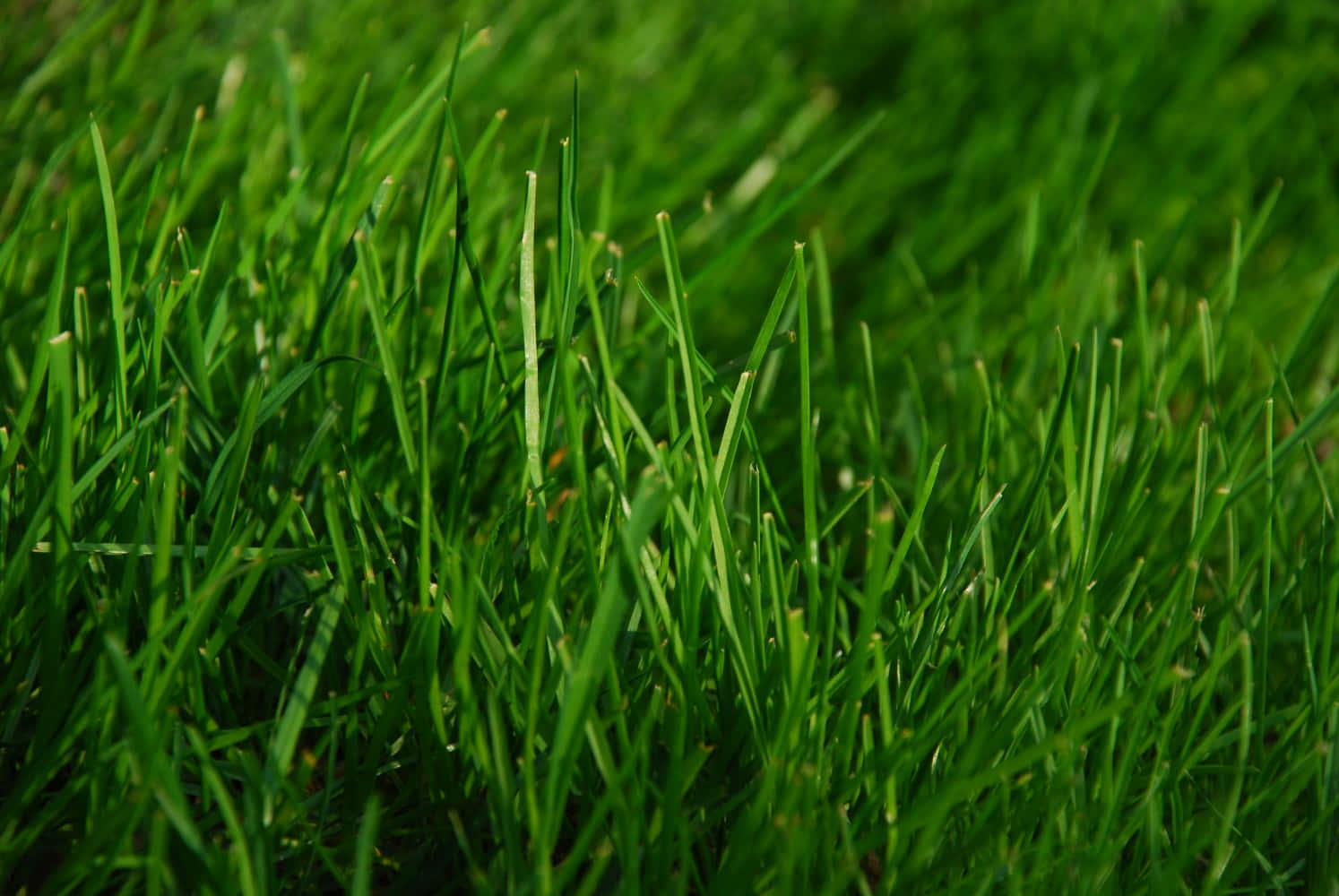 Grass 桌布 壁紙 — 充滿活力的特寫鏡頭，捕捉到茂盛綠草葉片在柔和散景背景中沐浴陽光。
