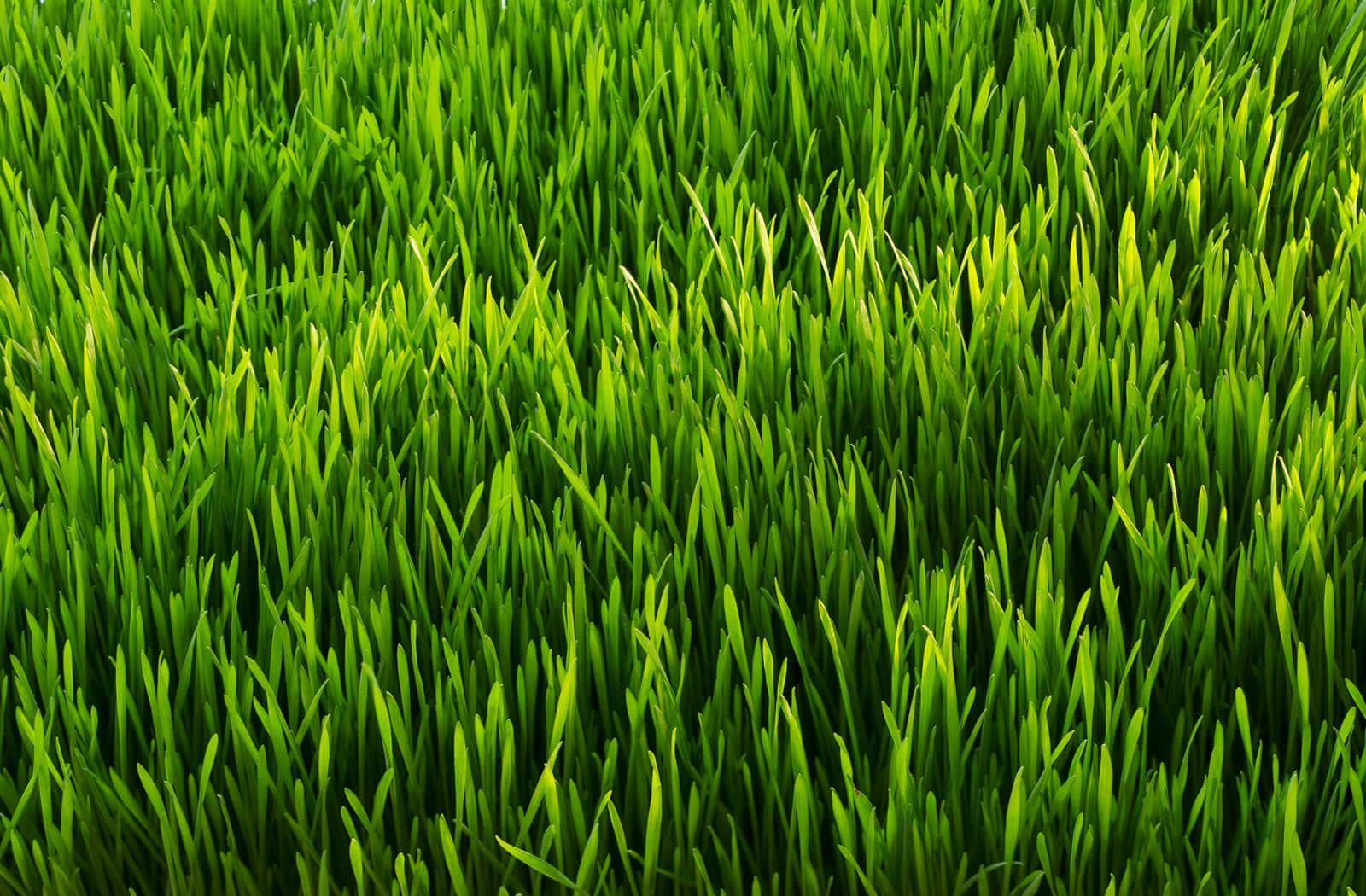 Green Grass 桌布 壁紙 — 充滿活力的特寫鏡頭，翠綠的草葉在自然日光中輕輕搖曳。