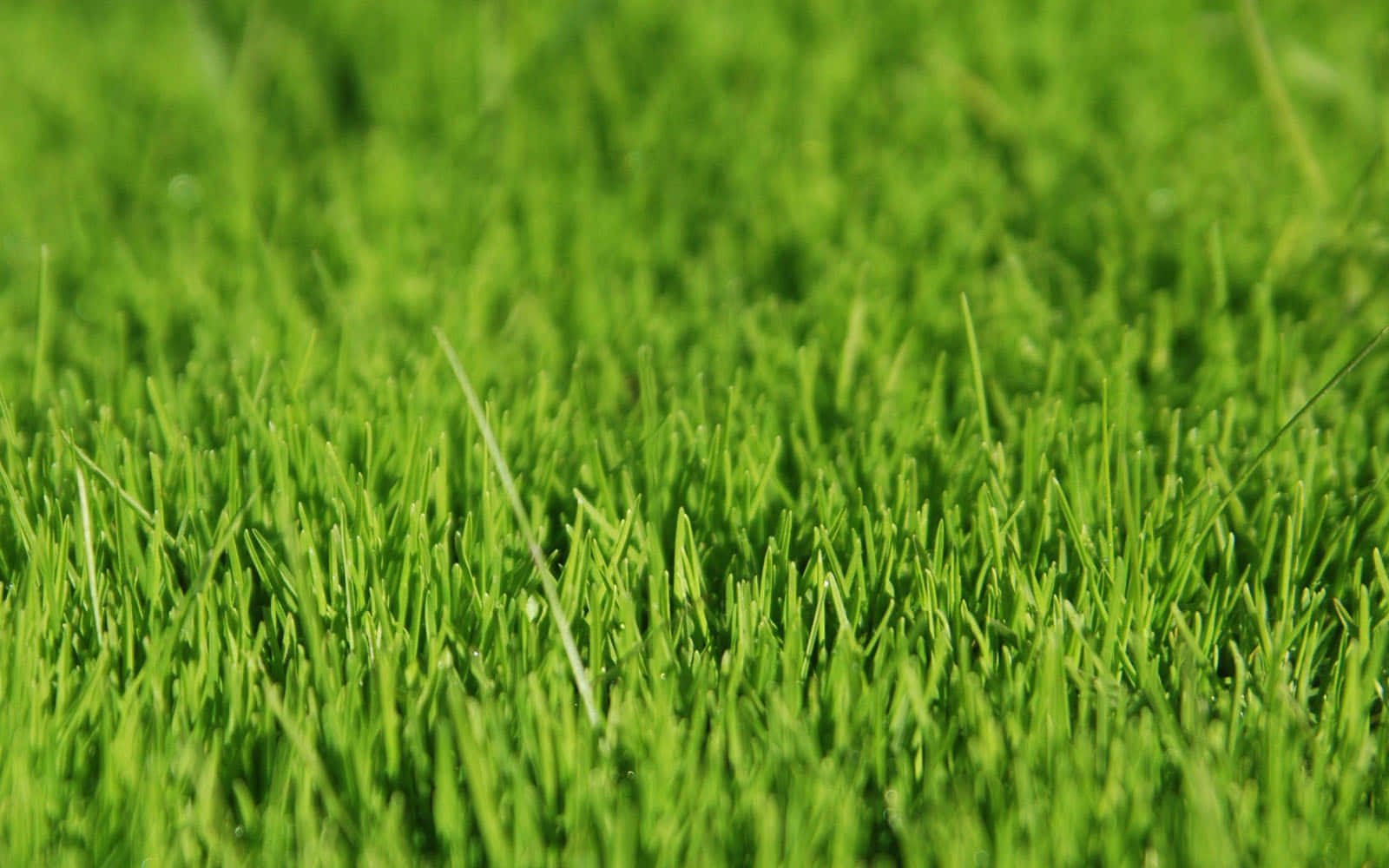 Grass 桌布 壁紙 — 充滿活力的特寫鏡頭，翠綠茂密的草葉在明亮的陽光下閃閃發光，景深較淺。