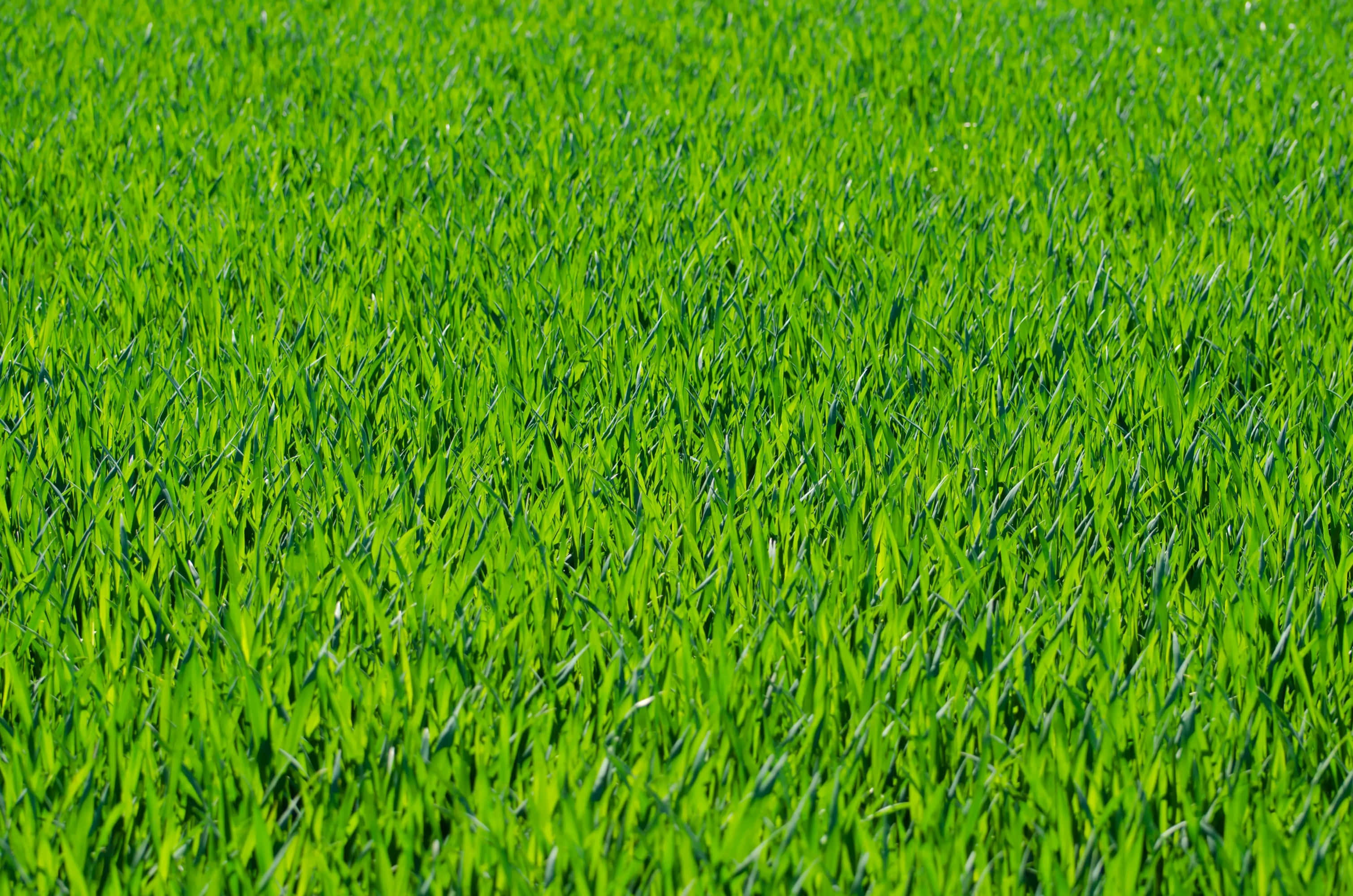 Grass Texture 桌布 壁紙 — 充滿活力的特寫鏡頭，茂密的綠草葉在明亮的陽光下輕輕搖曳。