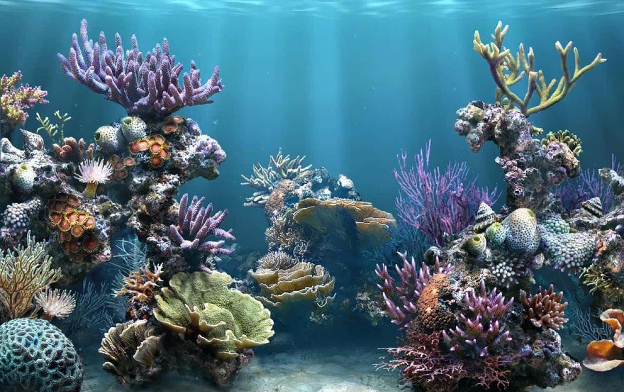 coral 桌布 壁紙 — 充滿活力的珊瑚礁，充滿色彩繽紛的海洋生物，沐浴在穿透碧綠海面的陽光中。