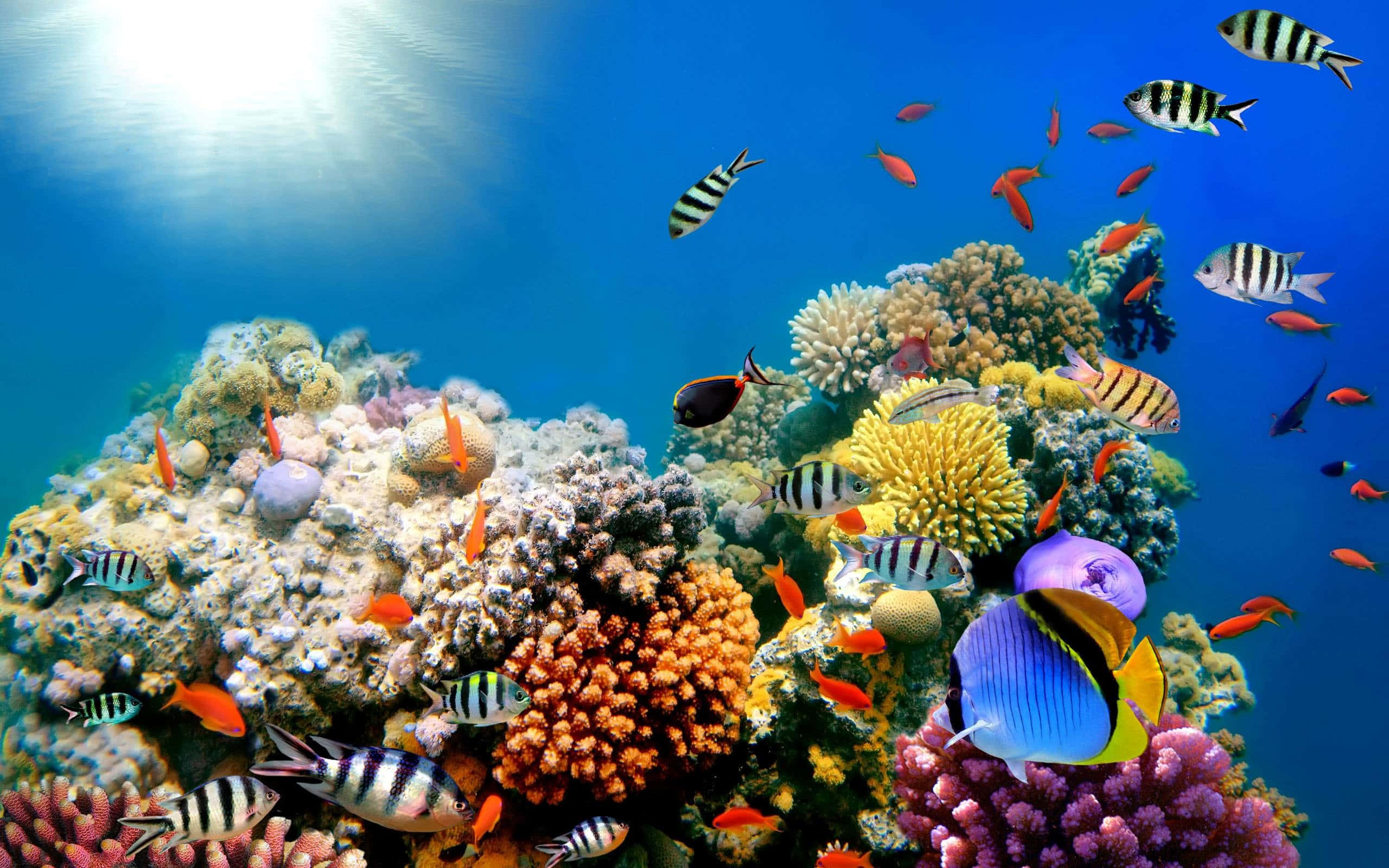 Coral Reef 桌布 壁紙 — 充滿活力的珊瑚礁，在明亮的藍色海洋陽光下，充滿色彩繽紛的熱帶魚。
