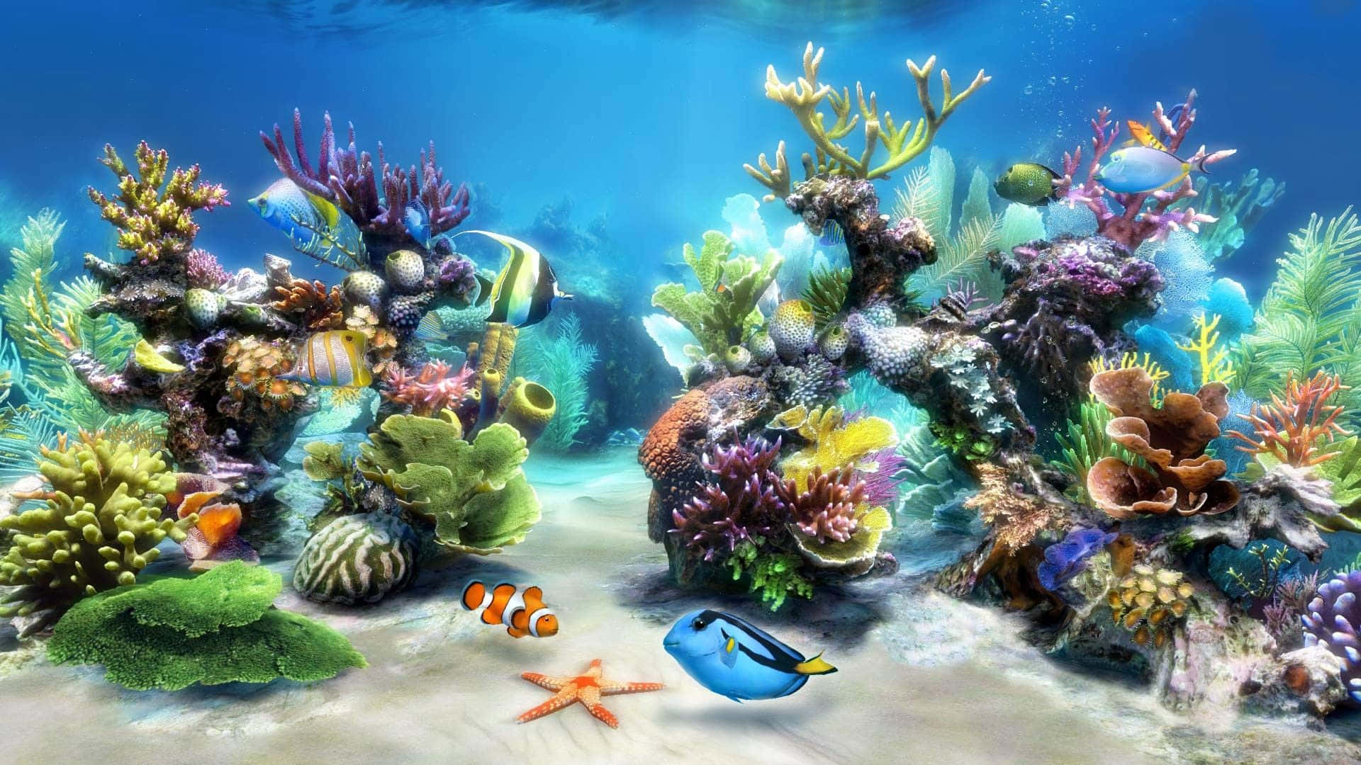 nemo 桌布 壁紙 — 充滿活力的珊瑚礁，在清澈湛藍的海水下，有色彩繽紛的魚類和海星。
