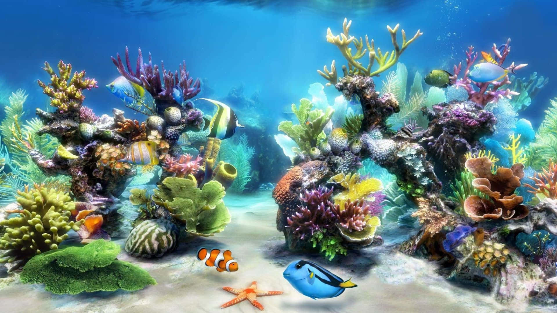 3d Fish Tank 桌布 壁紙 — 充滿活力的珊瑚礁，在清澈的藍色海水下，有色彩繽紛的魚類和海星。