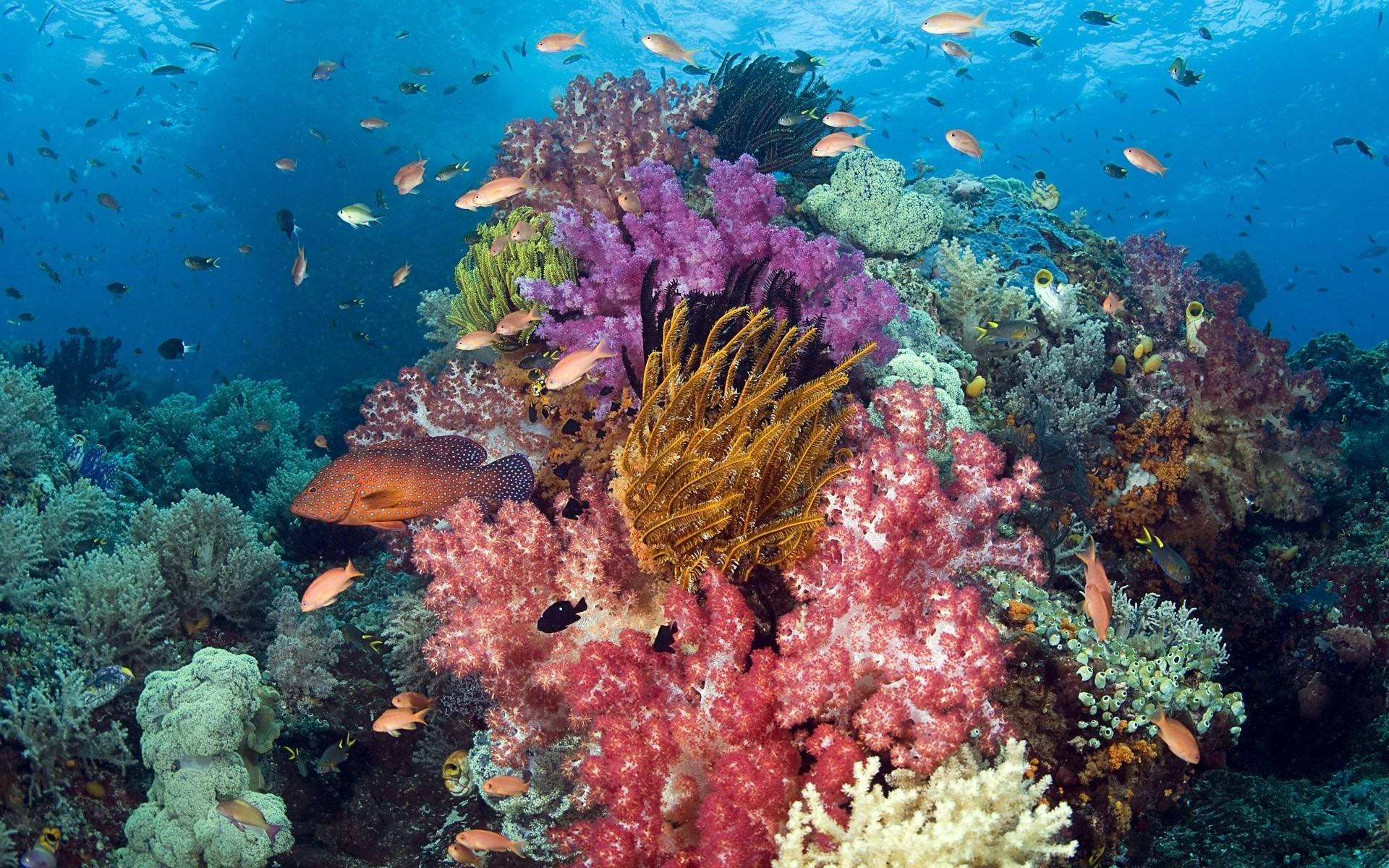 Aquatic 桌布 壁紙 — 充滿活力的珊瑚礁，在清澈的藍色海水下充滿了色彩繽紛的魚類和軟珊瑚。