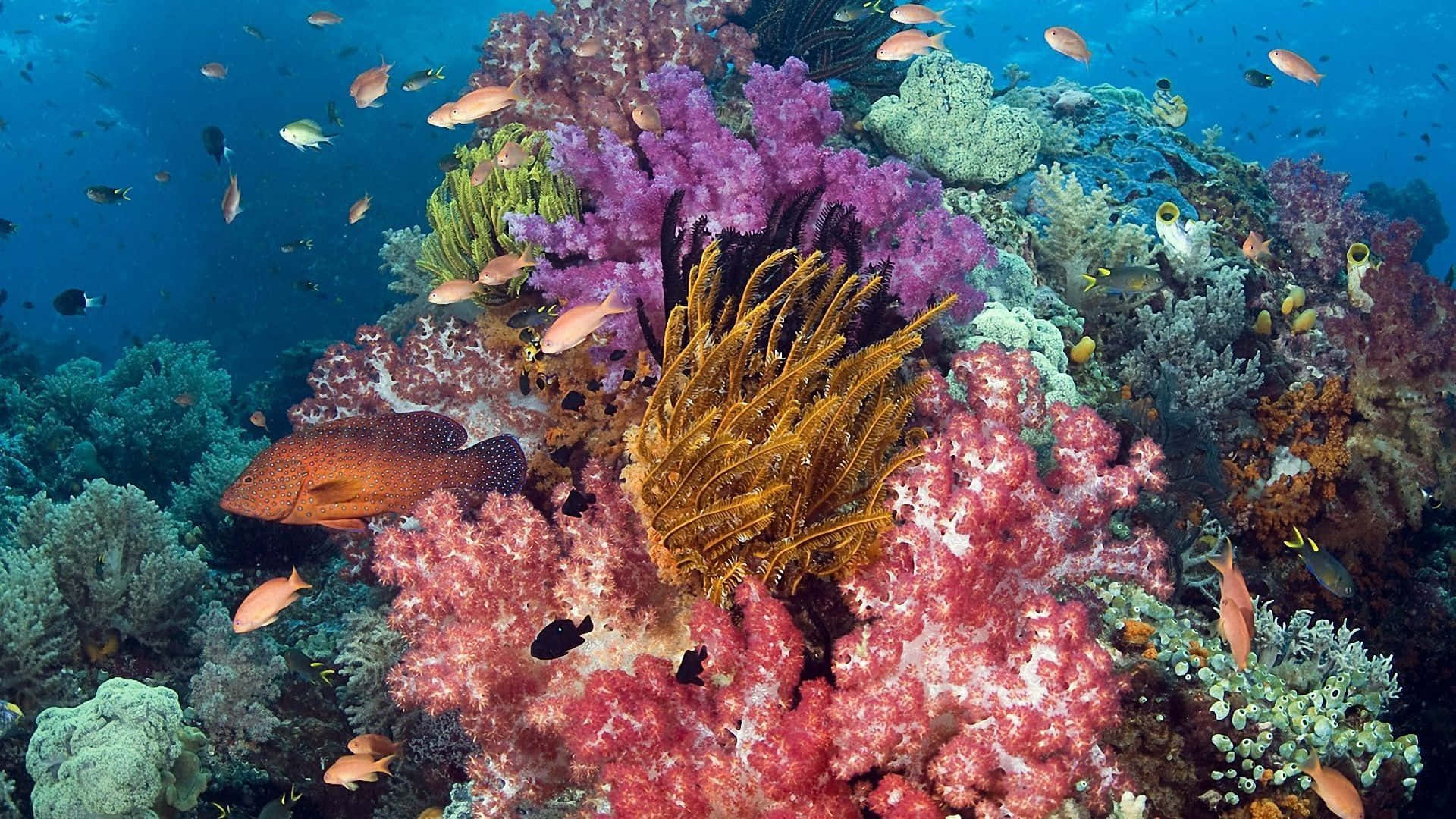 coral 桌布 壁紙 — 充滿活力的珊瑚礁，在清澈的藍色海水下，充滿了色彩繽紛的魚類和多樣的海洋生物。
