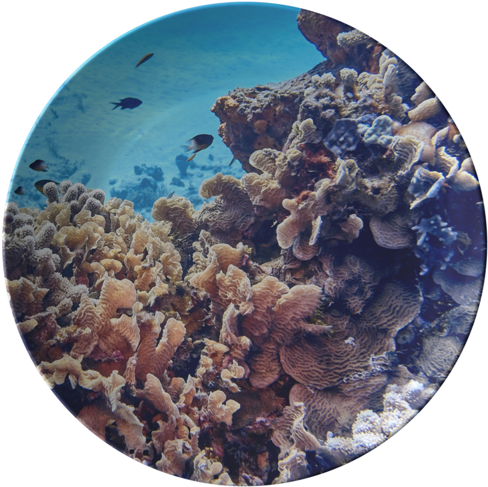 coral 桌布 壁紙 — 充滿活力的珊瑚礁，小魚在清澈的藍色熱帶水域中游動。