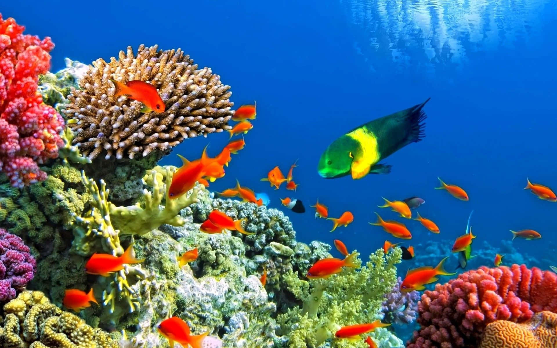 魚 桌布 壁紙 — 充滿活力的珊瑚礁，有橙色魚類和一隻大型黃綠色鸚哥魚在清澈的藍色海水中游動。