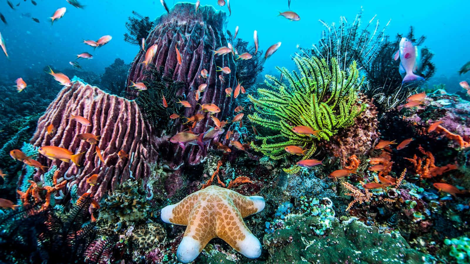海洋 桌布 壁紙 — 充滿活力的珊瑚礁，棲息著色彩繽紛的魚類和在海床上休息的海星。