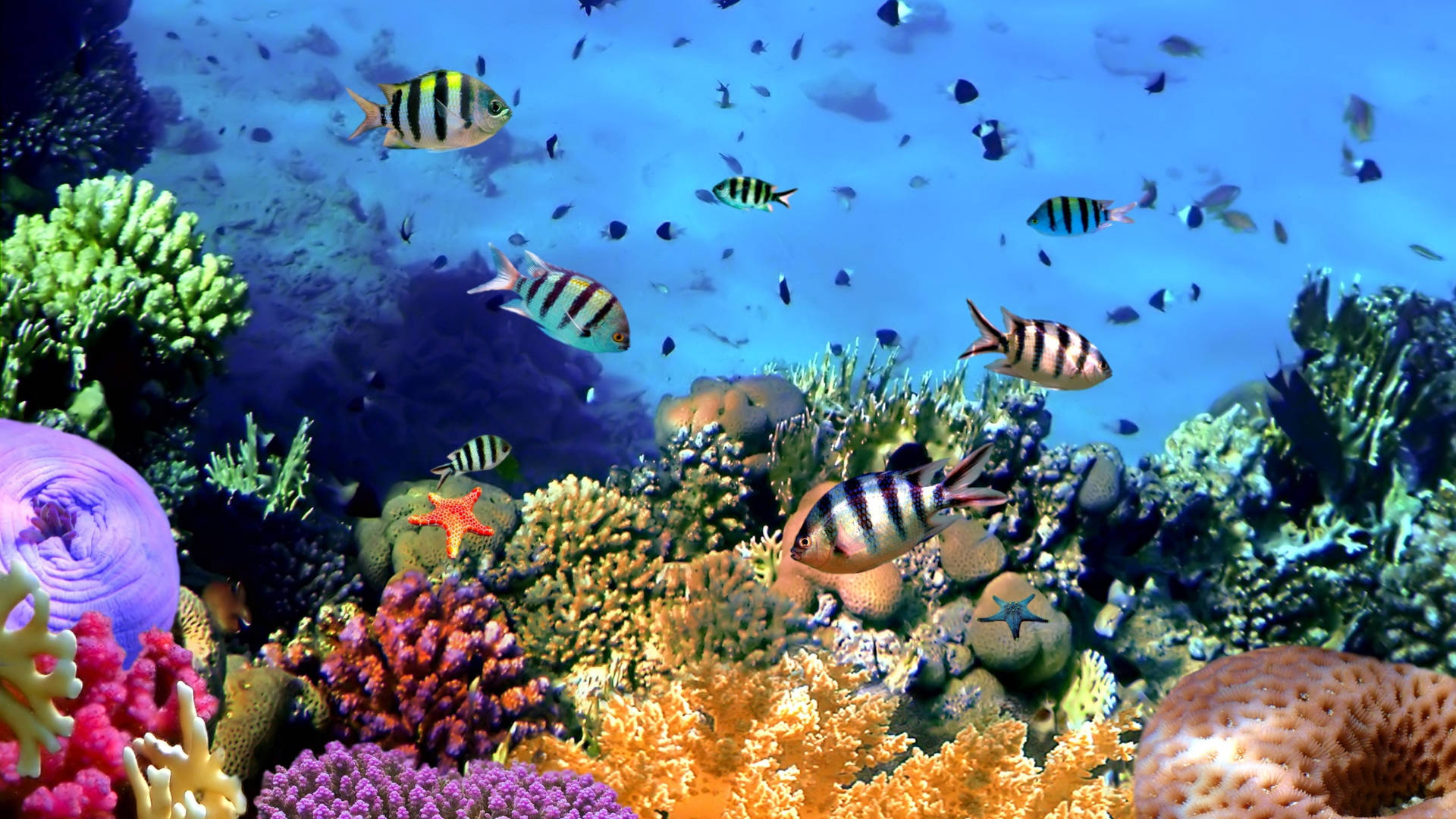 水下動畫 桌布 壁紙 — 充滿活力的珊瑚礁，色彩繽紛的條紋魚在湛藍的海水中游動。