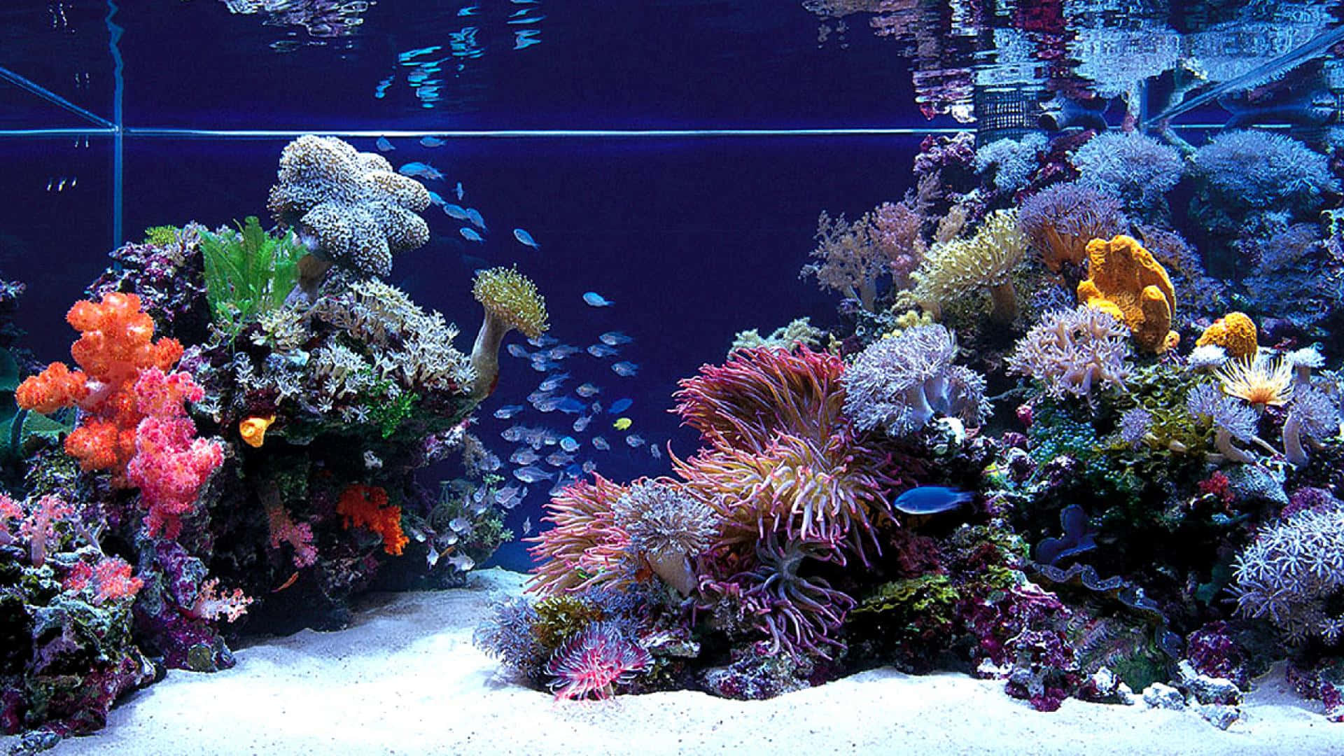 魚 桌布 壁紙 — 充滿活力的珊瑚礁，色彩繽紛的海葵和小魚在深藍色水族箱中游動。