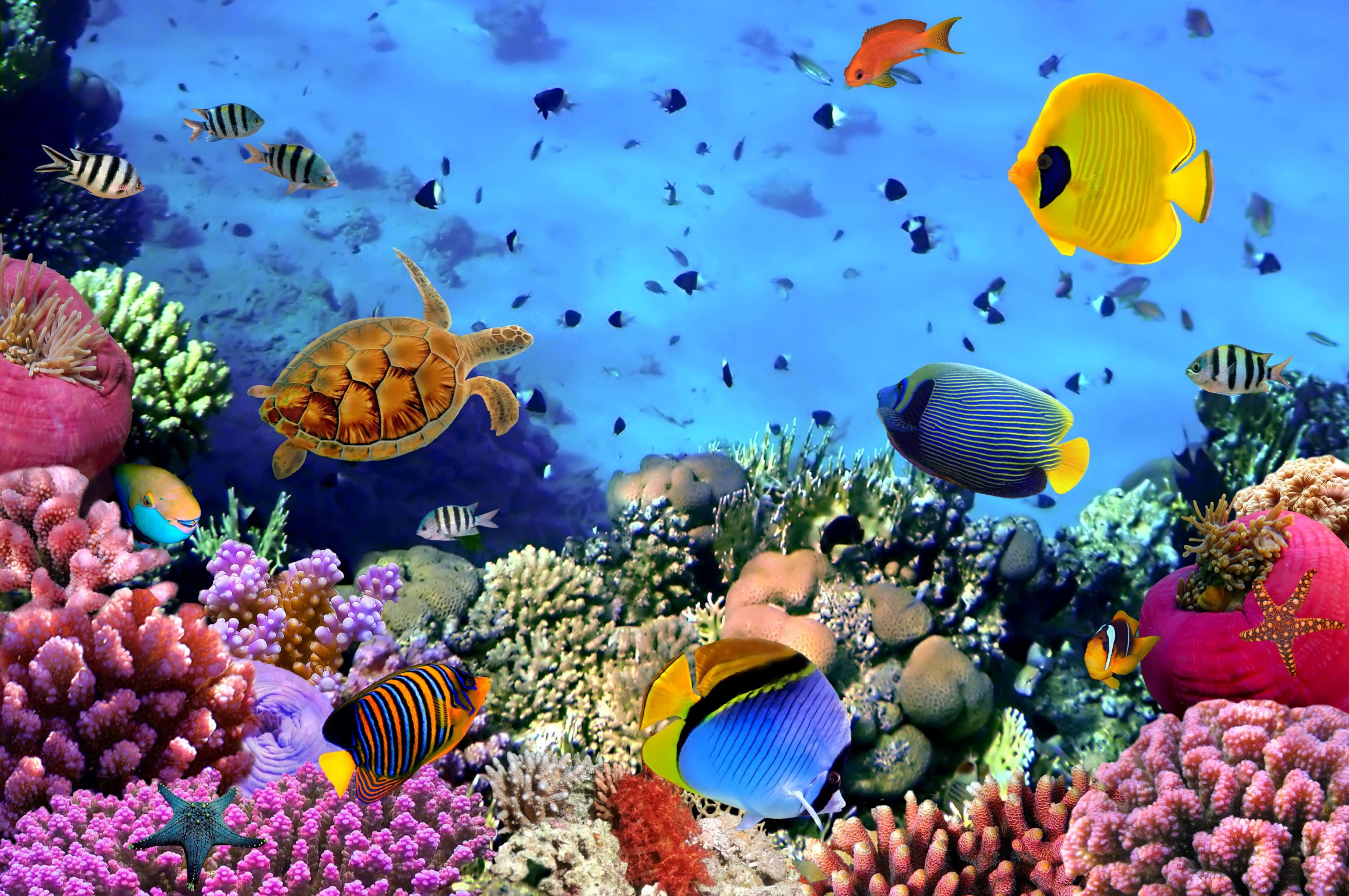 Kawaii Sea Creatures 桌布 壁紙 — 充滿活力的珊瑚礁，色彩繽紛的熱帶魚群和一隻海龜在清澈的藍色海水中優雅地游動。
