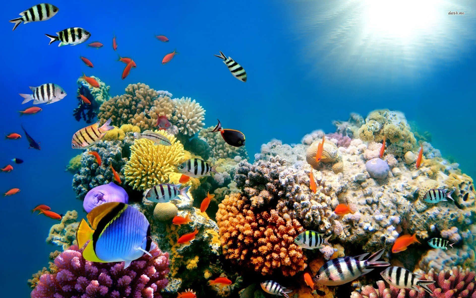 Underwater Ocean 桌布 壁紙 — 充滿活力的珊瑚礁，色彩繽紛的熱帶魚在明亮的藍色海水下暢游。