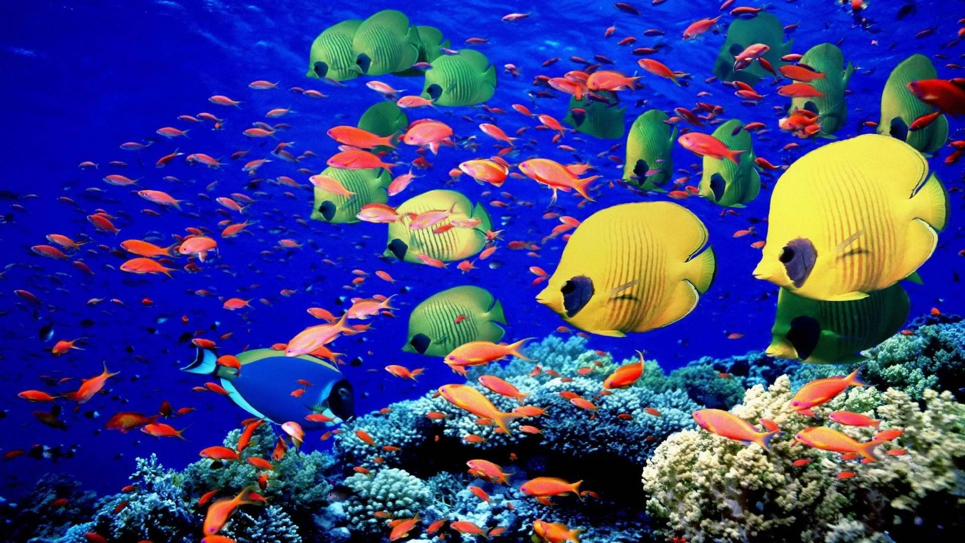 海洋 桌布 壁紙 — 充滿活力的珊瑚礁，色彩繽紛的熱帶魚在深藍色海洋中游動。