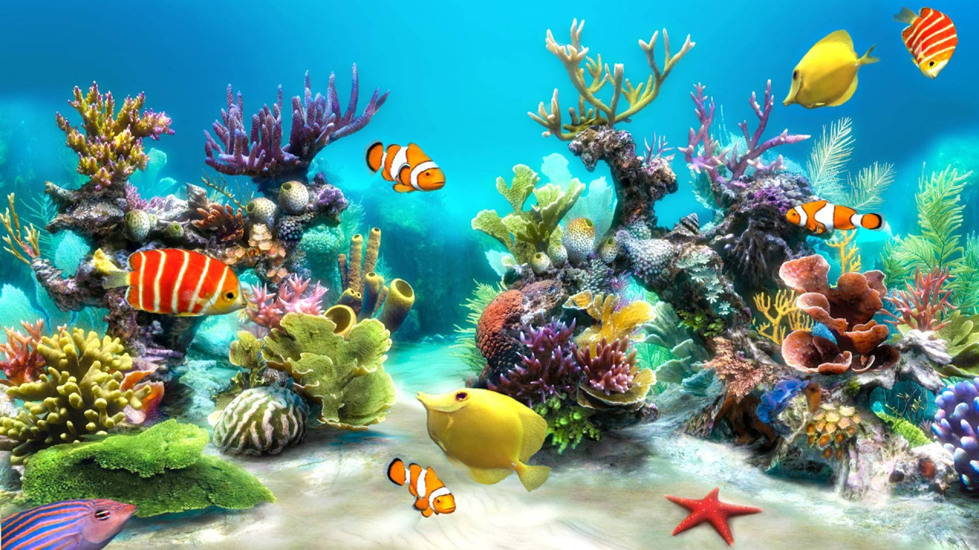 動態桌面 桌布 壁紙 — 充滿活力的珊瑚礁，色彩繽紛的熱帶魚在各種珊瑚和沙質海底的紅色海星之間游動。