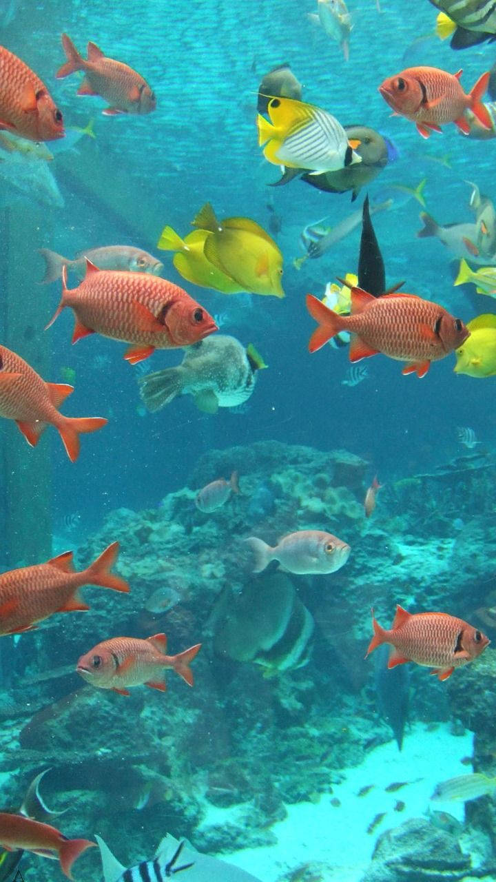 Aquarium 桌布 壁紙 — 充滿活力的珊瑚礁，色彩繽紛的熱帶魚在清澈的藍色海水中優雅地游動。