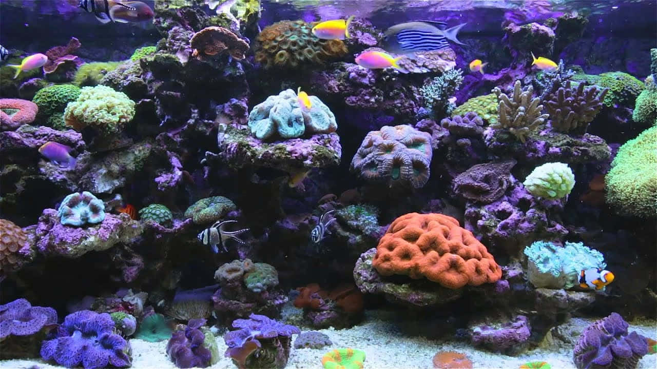水下動畫 桌布 壁紙 — 充滿活力的珊瑚礁，色彩繽紛的熱帶魚在藍色海水中的紫色、綠色和橙色珊瑚之間游動。
