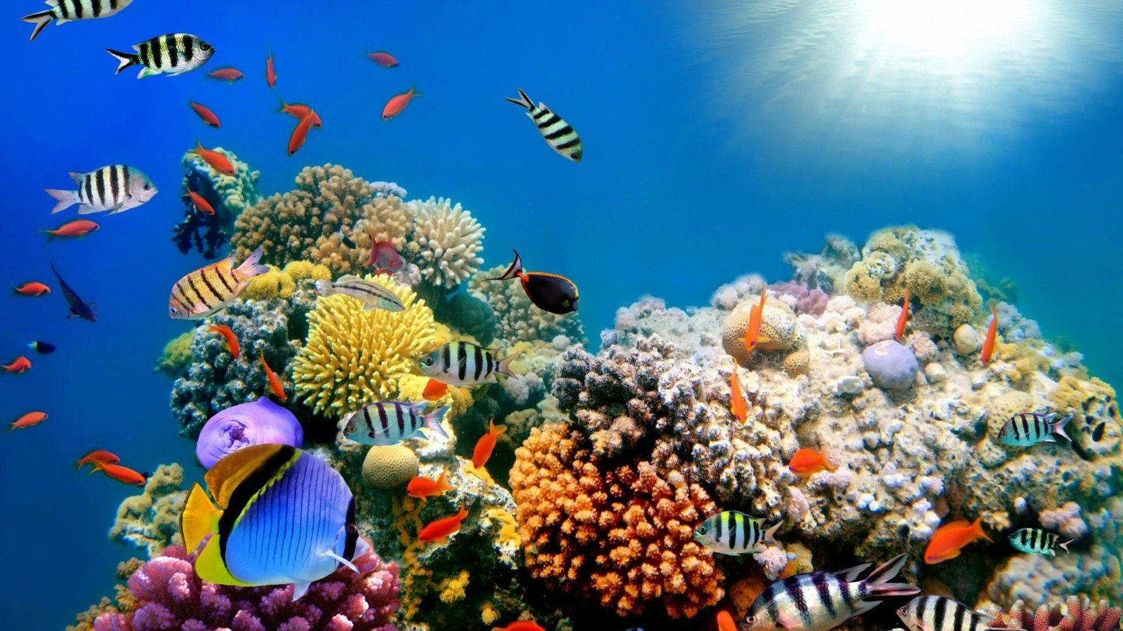 海洋 桌布 壁紙 — 充滿活力的珊瑚礁，色彩繽紛的熱帶魚在明亮的藍色海水下游泳。