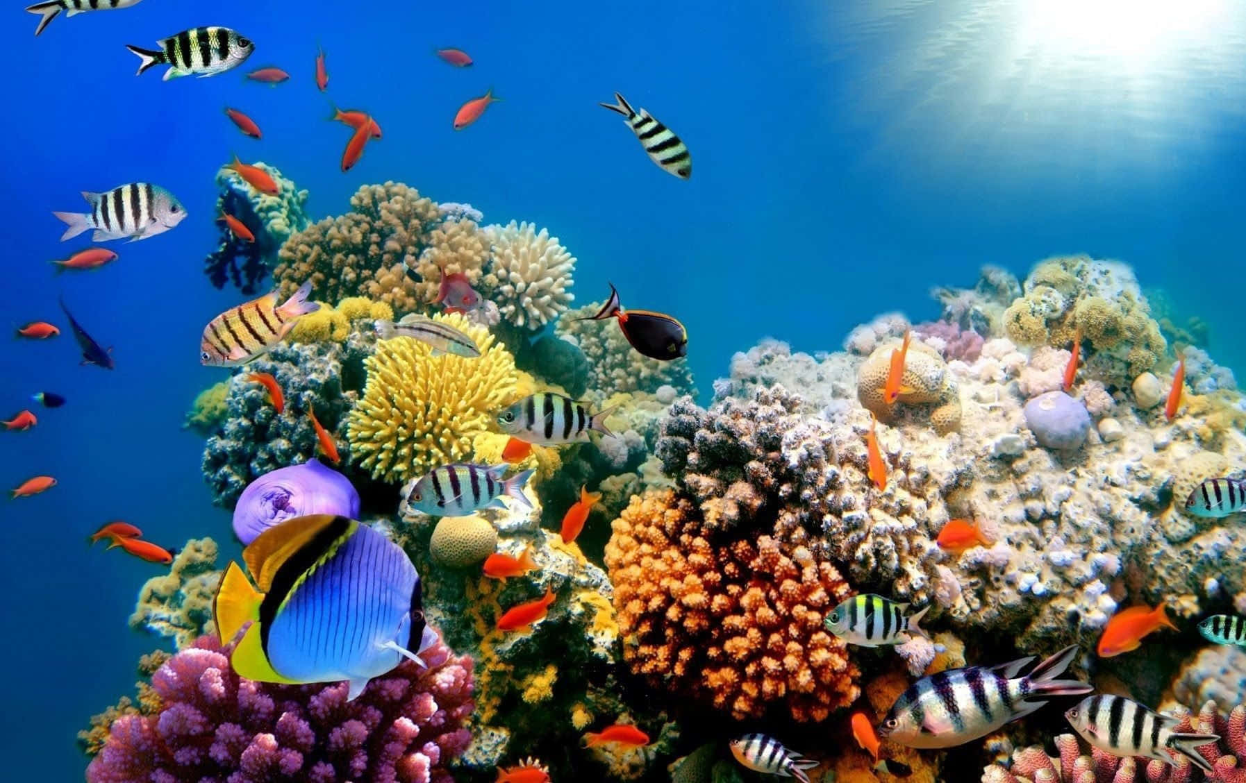coral 桌布 壁紙 — 充滿活力的珊瑚礁，色彩繽紛的熱帶魚在明亮的藍色海水下暢游。