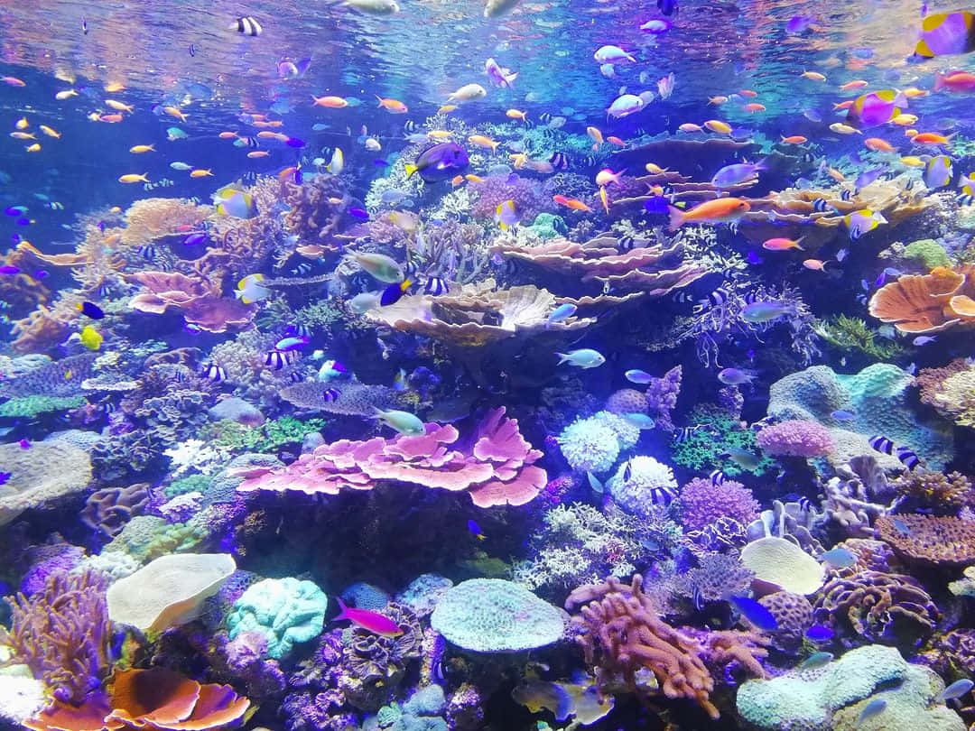 Underwater Ocean 桌布 壁紙 — 充滿活力的珊瑚礁，色彩繽紛的熱帶魚在明亮的藍色海水下暢游。