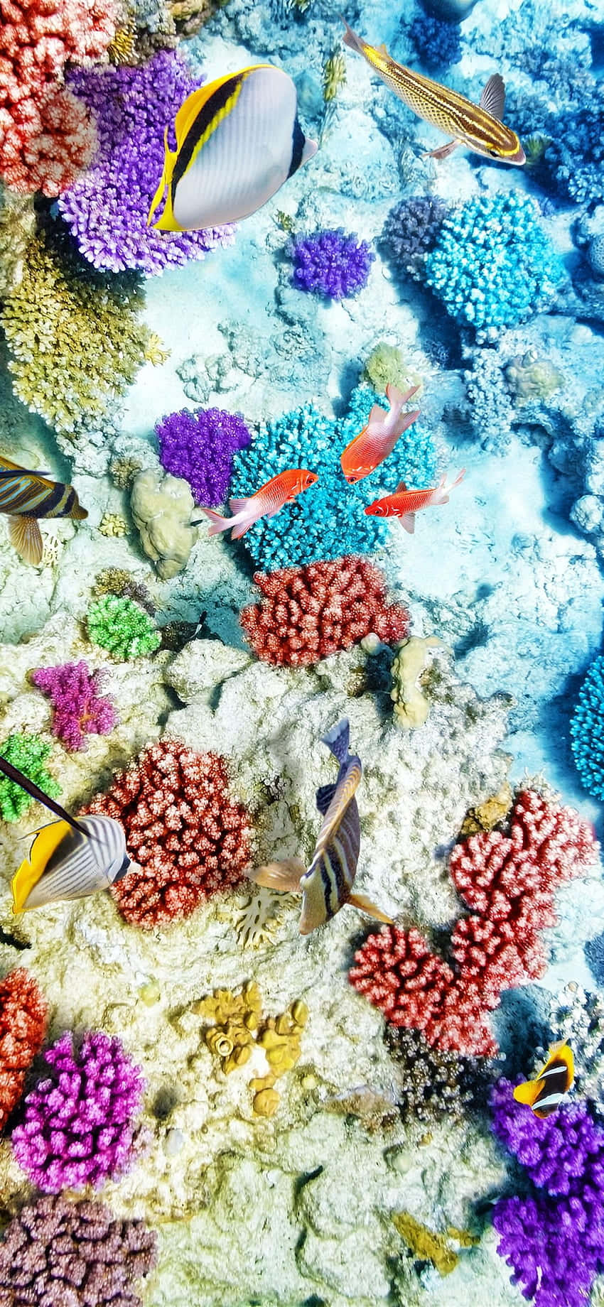 Coral Reef 桌布 壁紙 — 充滿活力的珊瑚礁，色彩繽紛的魚群在清澈的藍色海水中穿梭於鮮豔的紫色、紅色和藍色珊瑚之間。