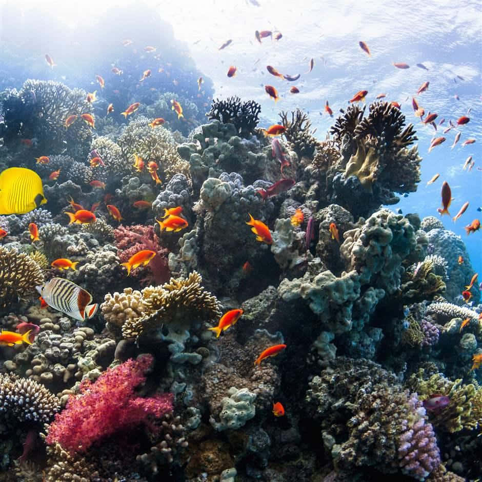 海洋 桌布 壁紙 — 充滿活力的珊瑚礁，色彩繽紛的魚群和陽光透過清澈的藍色海水。