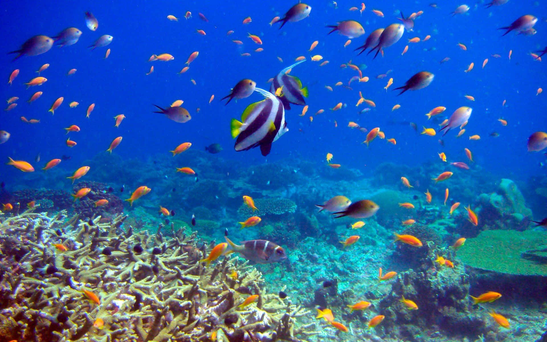 Underwater Ocean 桌布 壁紙 — 充滿活力的珊瑚礁，色彩繽紛的魚群在清澈湛藍的海水下暢游。