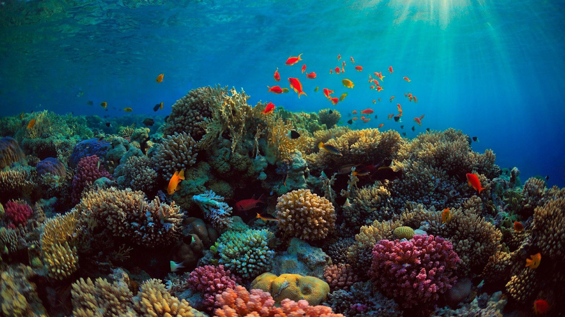 coral 桌布 壁紙 — 充滿活力的珊瑚礁，色彩繽紛的魚群沐浴在穿透清澈藍色海水的陽光中。
