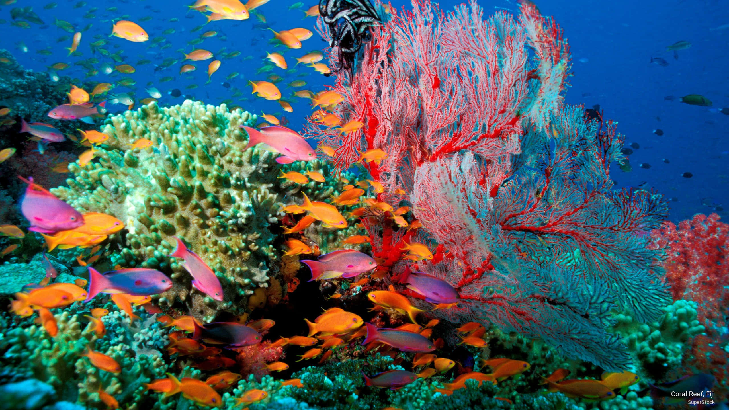 coral 桌布 壁紙 — 充滿活力的珊瑚礁，色彩繽紛的魚群在清澈藍色海水下圍繞著複雜的紅色和綠色珊瑚結構游動。