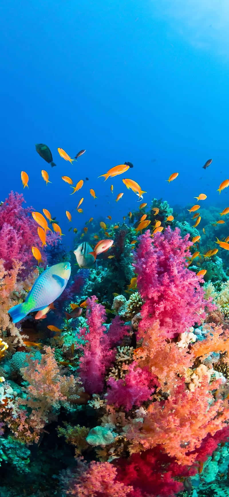 Aquarium iPhone 桌布 壁紙 — 充滿活力的珊瑚礁，色彩繽紛的魚群在清澈的藍色海水下游動。