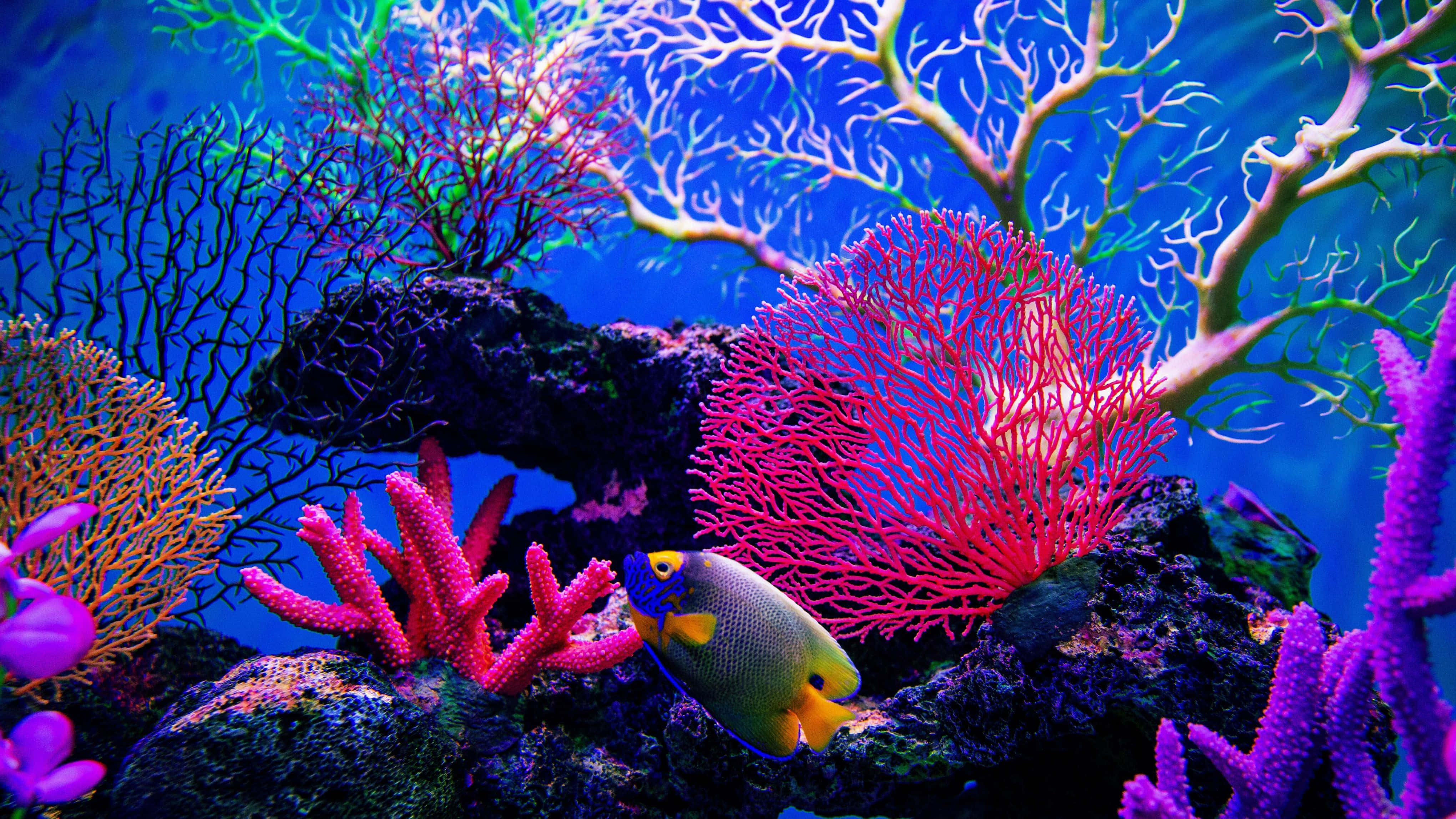 4K Monitor 桌布 壁紙 — 充滿活力的珊瑚礁，色彩繽紛的魚群在深藍海水下發光的粉紅色、紫色和橙色珊瑚之間游動。