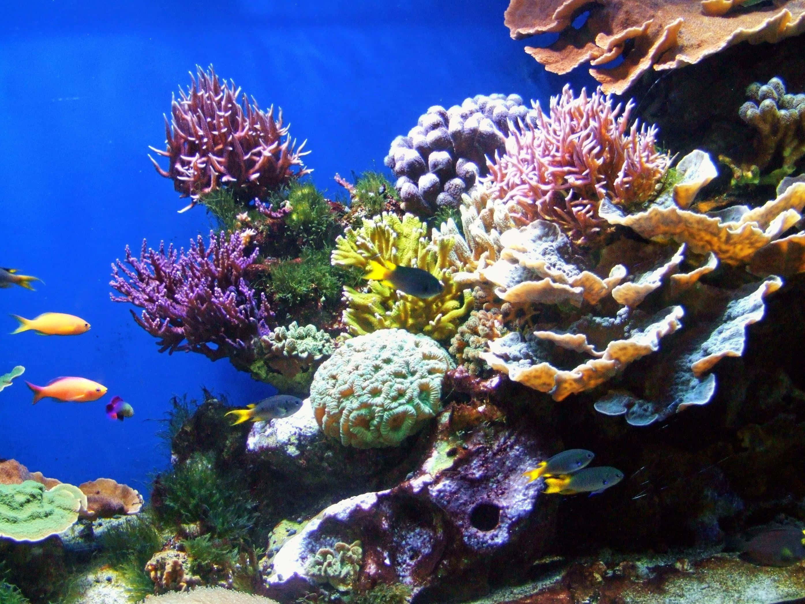 Coral Reef 桌布 壁紙 — 充滿活力的珊瑚礁，色彩繽紛的魚群在深藍海水下穿梭於鮮豔的紫色、黃色和綠色珊瑚之間。
