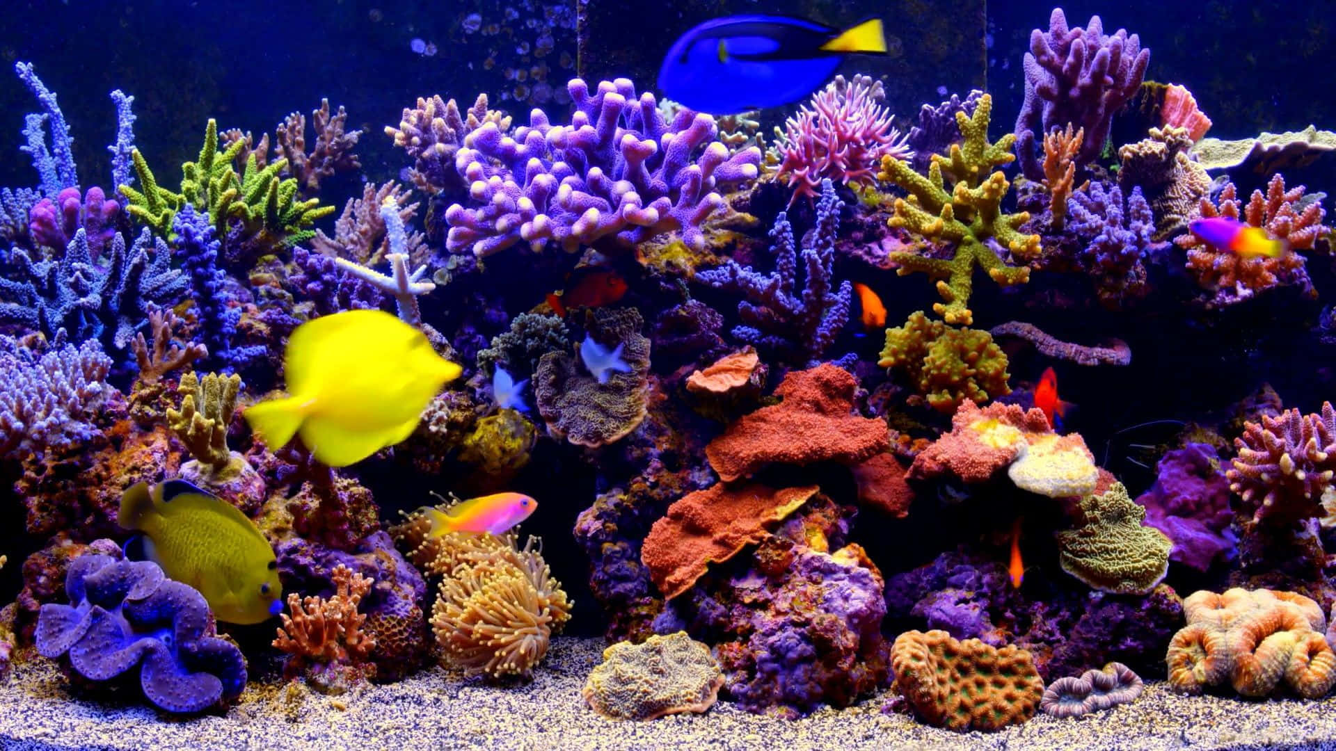 Aquarium 桌布 壁紙 — 充滿活力的珊瑚礁，色彩繽紛的魚群在紫色、綠色和橙色的珊瑚之間游動，在藍色海水下。