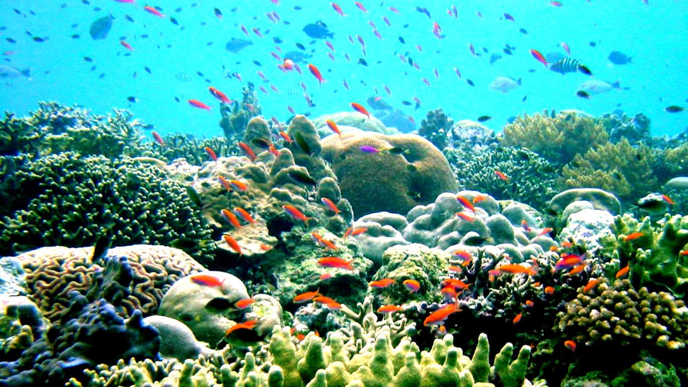 coral 桌布 壁紙 — 充滿活力的珊瑚礁，色彩繽紛的魚群在清澈碧綠的海水下暢游。