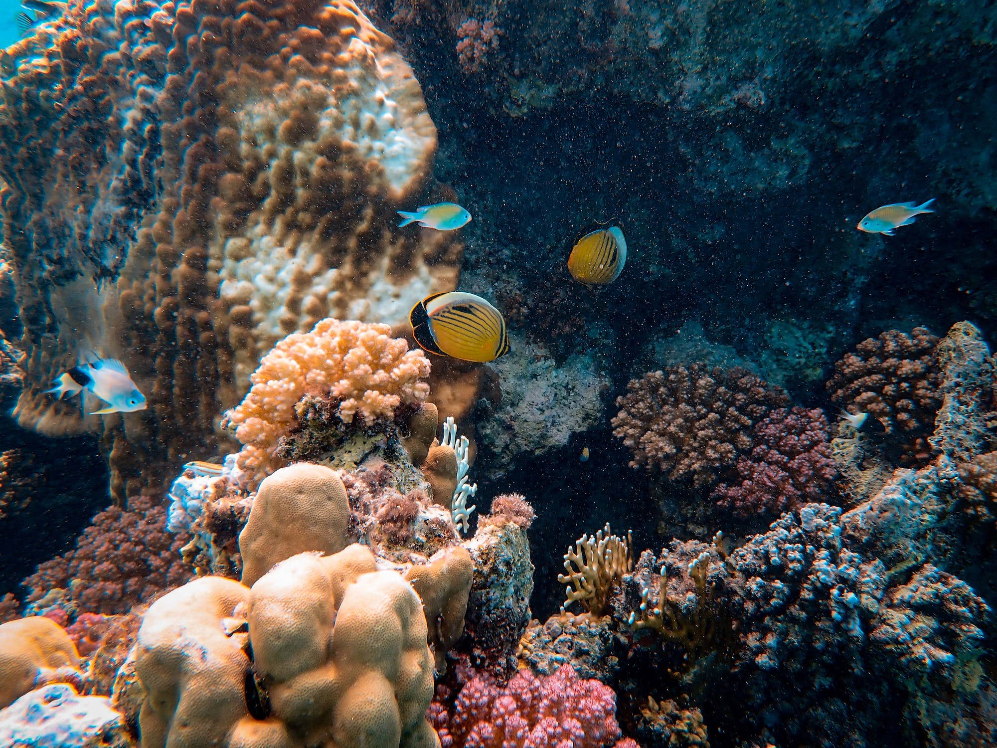 海洋 桌布 壁紙 — 充滿活力的珊瑚礁，色彩繽紛的魚群穿梭於紋理豐富的水下結構之間。