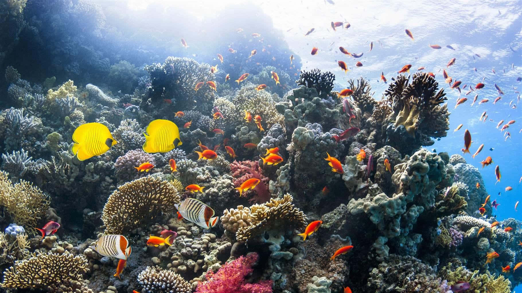 海洋 桌布 壁紙 — 充滿活力的珊瑚礁，色彩繽紛的魚群穿梭其中，陽光穿透清澈的藍色海水。