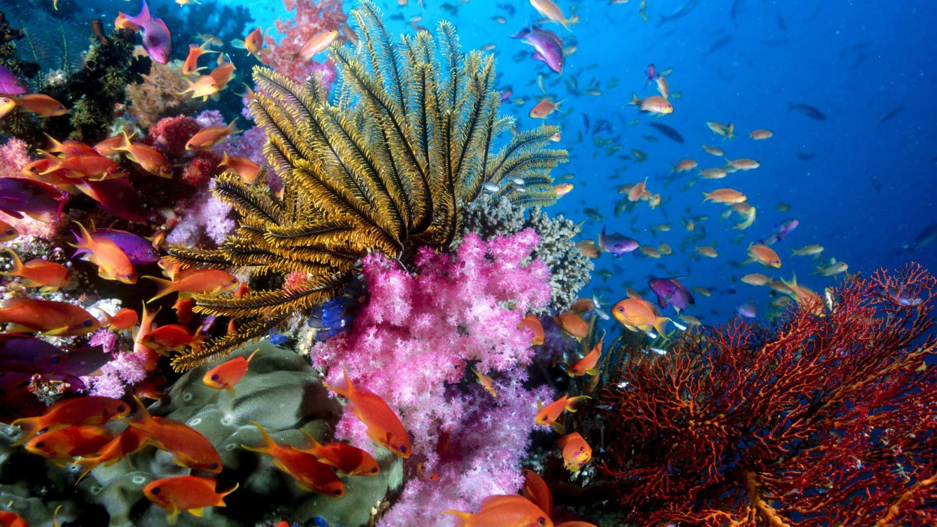 Underwater Ocean 桌布 壁紙 — 充滿活力的珊瑚礁，色彩繽紛的魚群在羽毛般的海扇和粉紅色珊瑚周圍游動，清澈的藍色海水下。