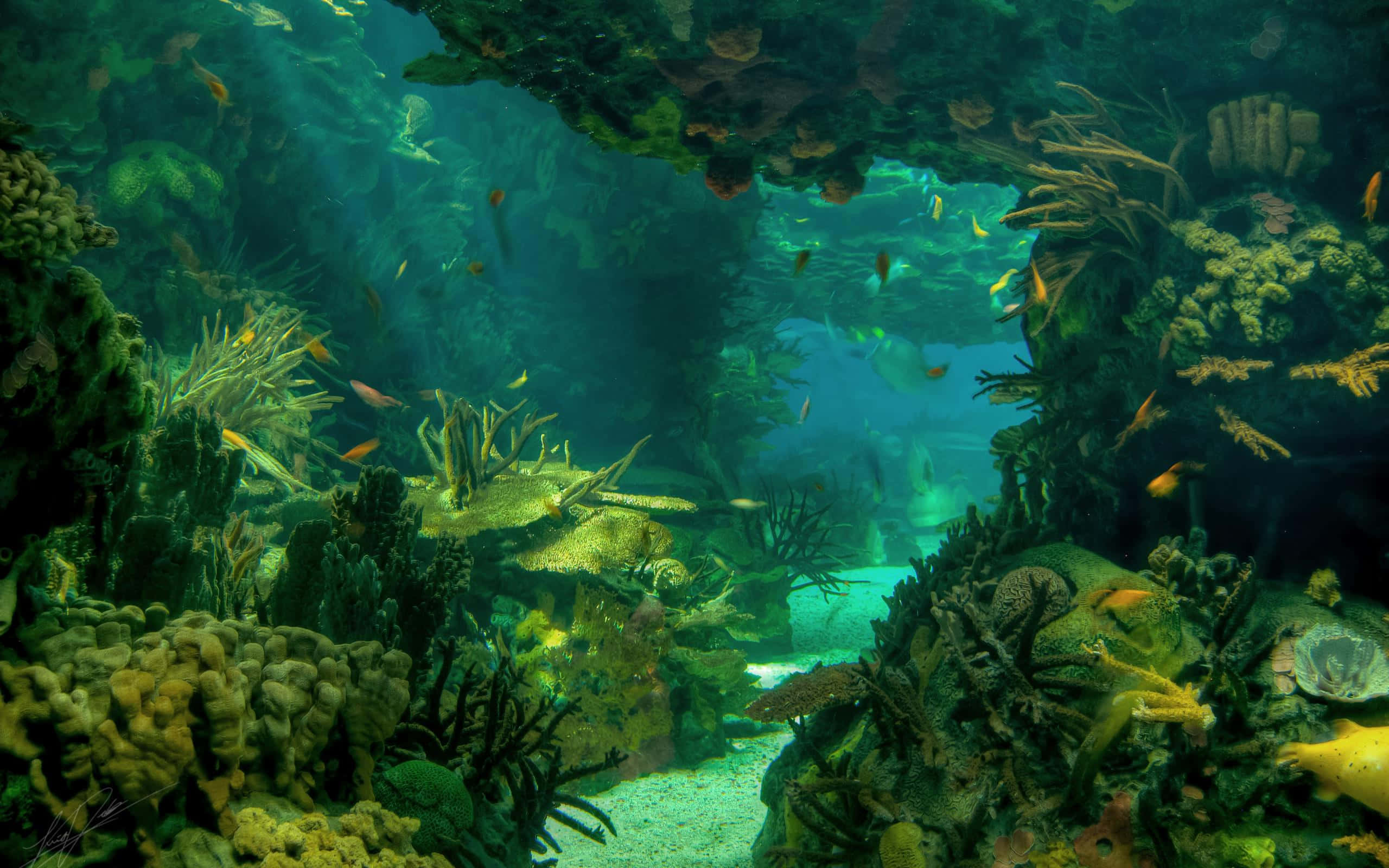 Underwater Ocean 桌布 壁紙 — 充滿活力的珊瑚礁，色彩繽紛的魚群在陽光照射的水域中游動，周圍環繞著茂密的水下植物。