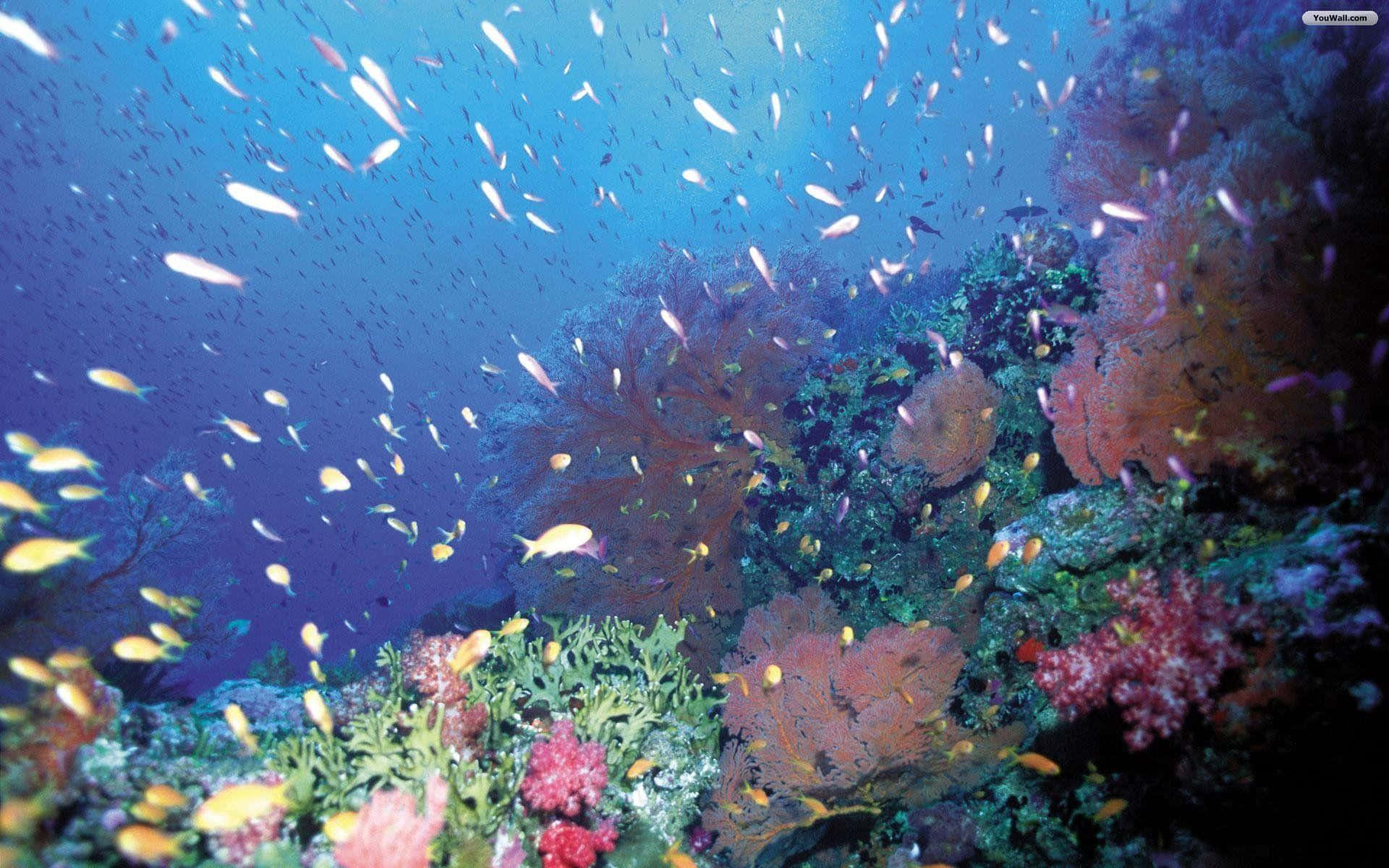 海洋 桌布 壁紙 — 充滿活力的珊瑚礁，色彩繽紛的魚群在藍色海洋光線下暢游。